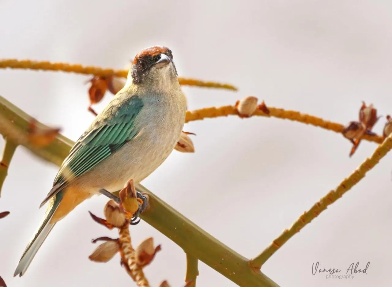 Garden view in Villa Juana Hotel