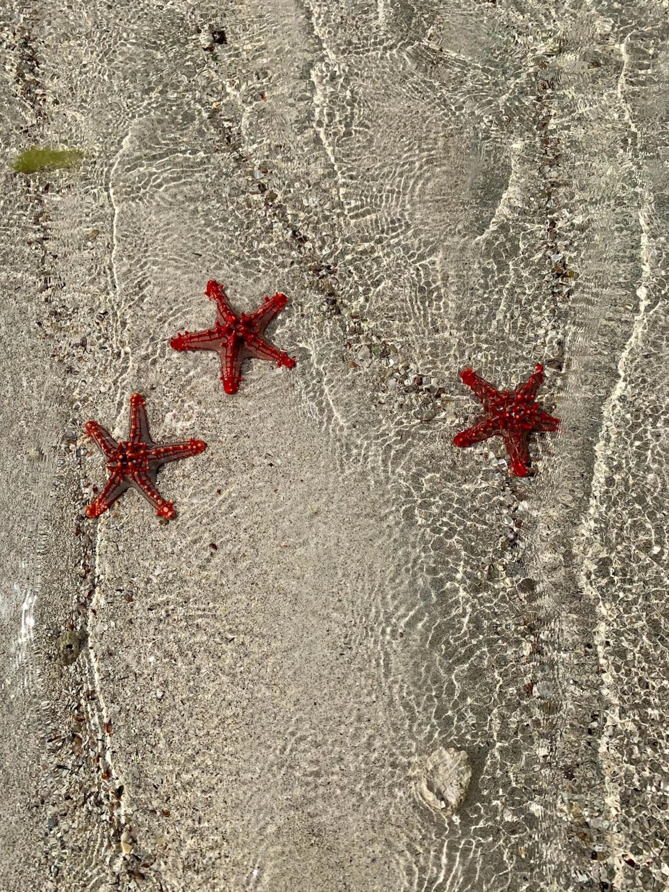 Beach in Eleven Pearl Boutique Hotel & Spa