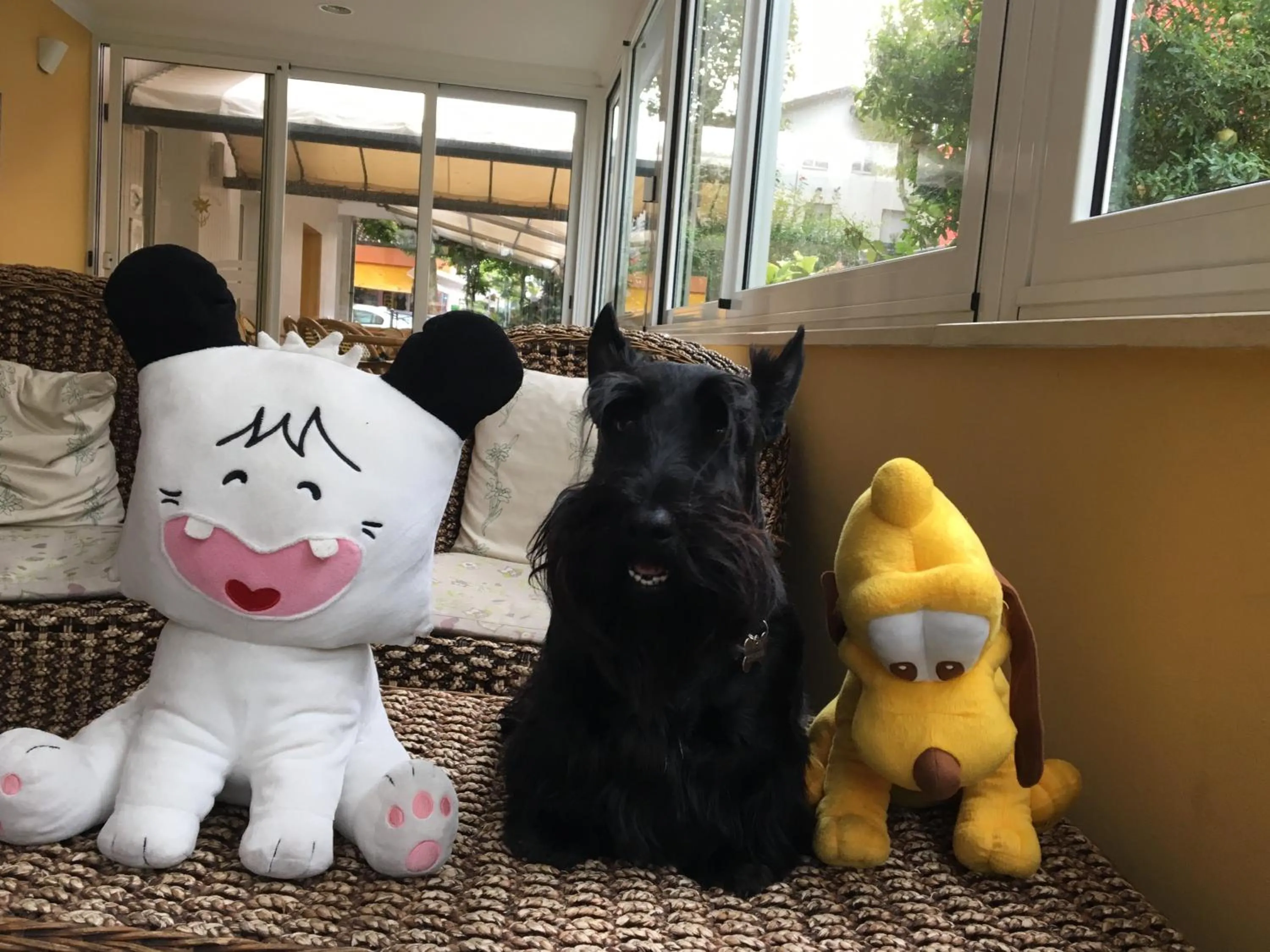 Pets in Hotel Stella Alpina