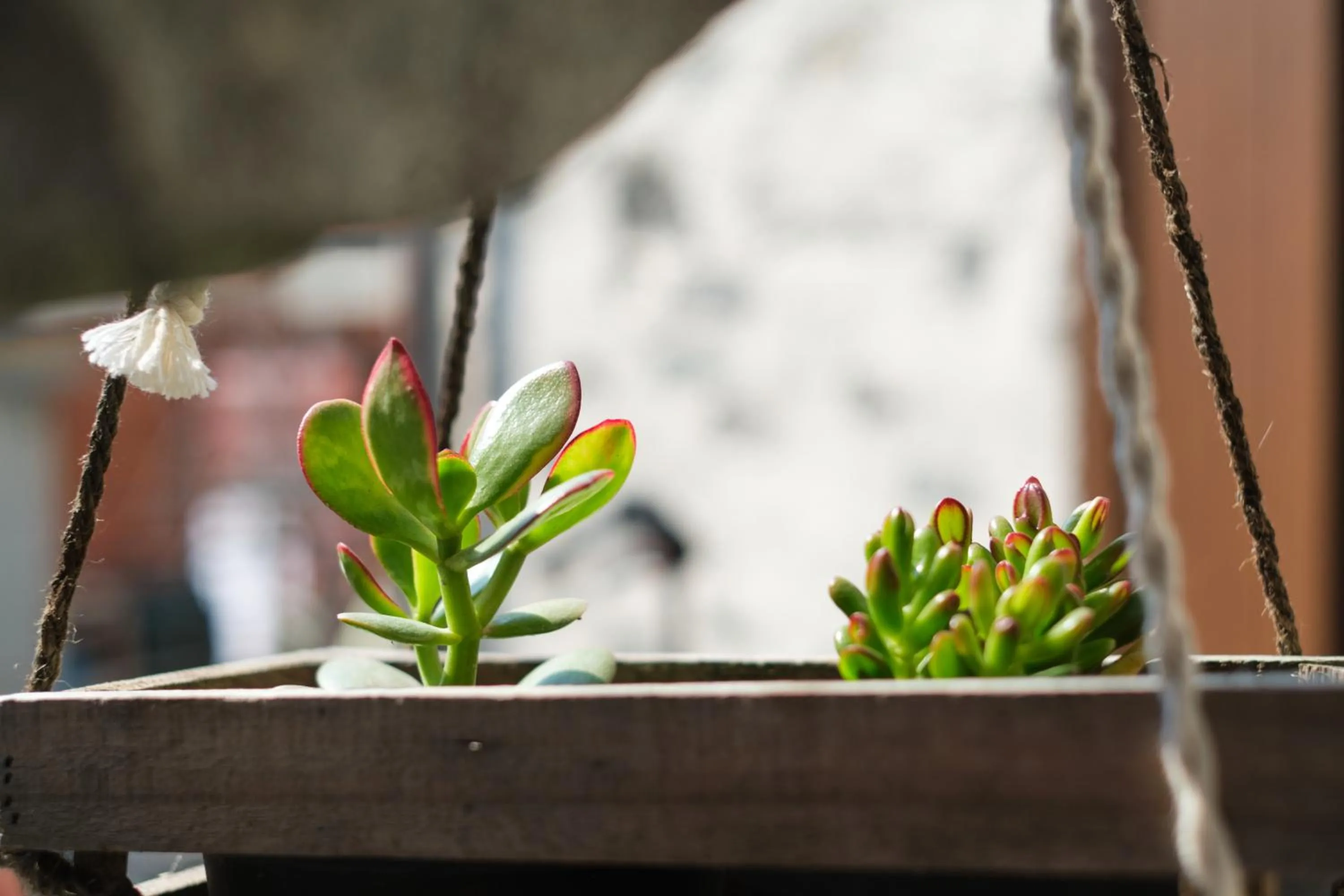 Decorative detail in Casa Tomà
