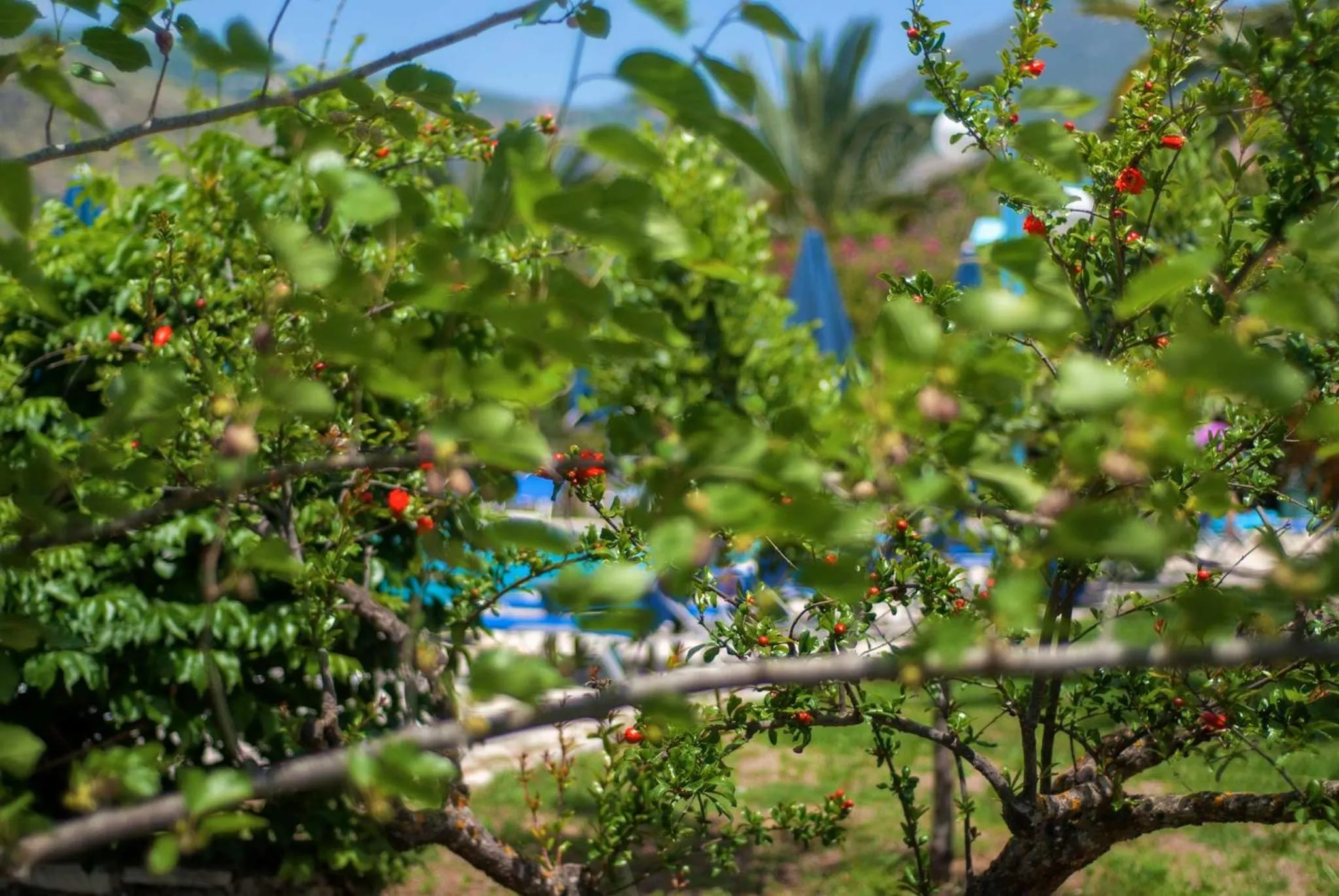 Garden in Efrosini Village