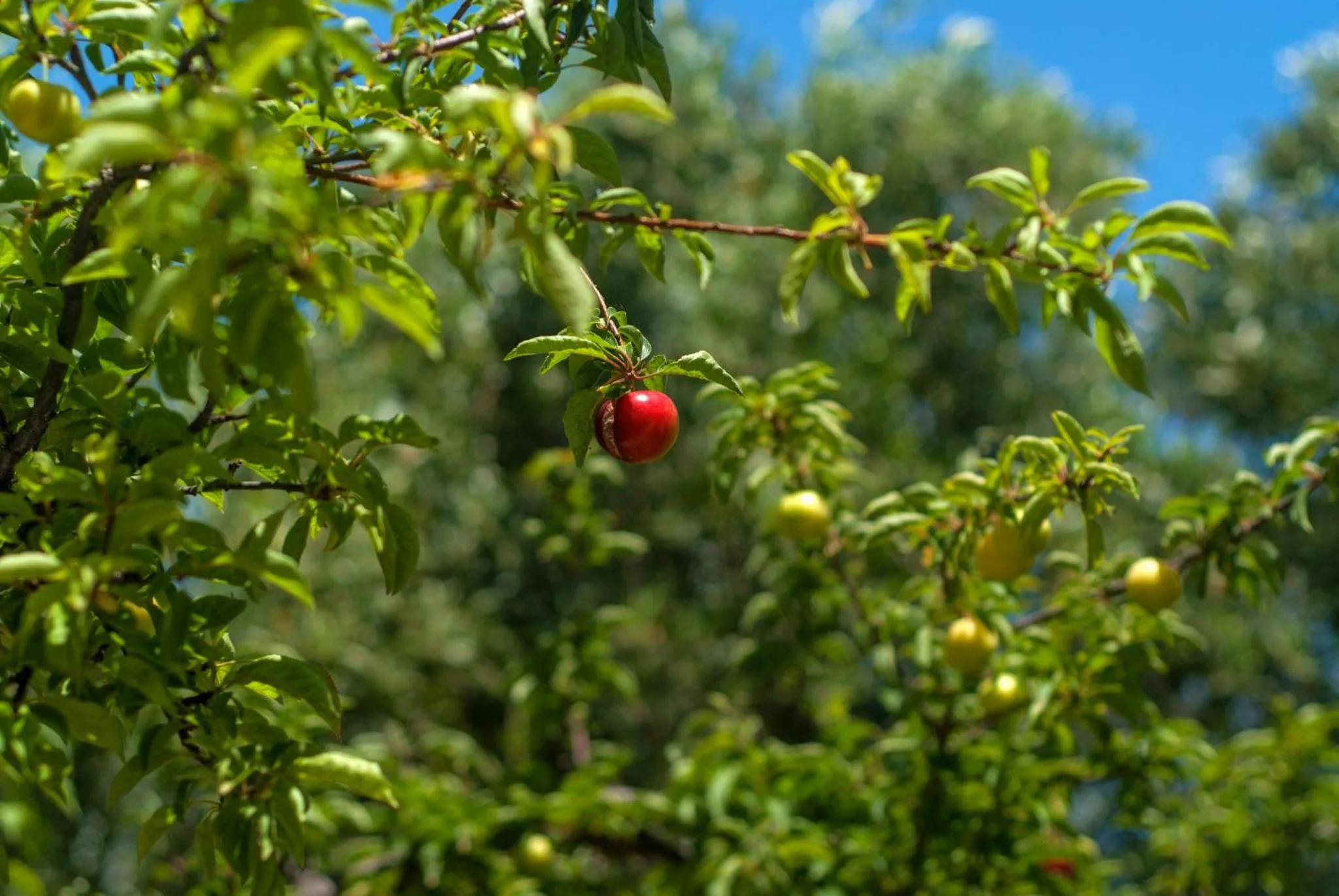 Garden in Efrosini Village