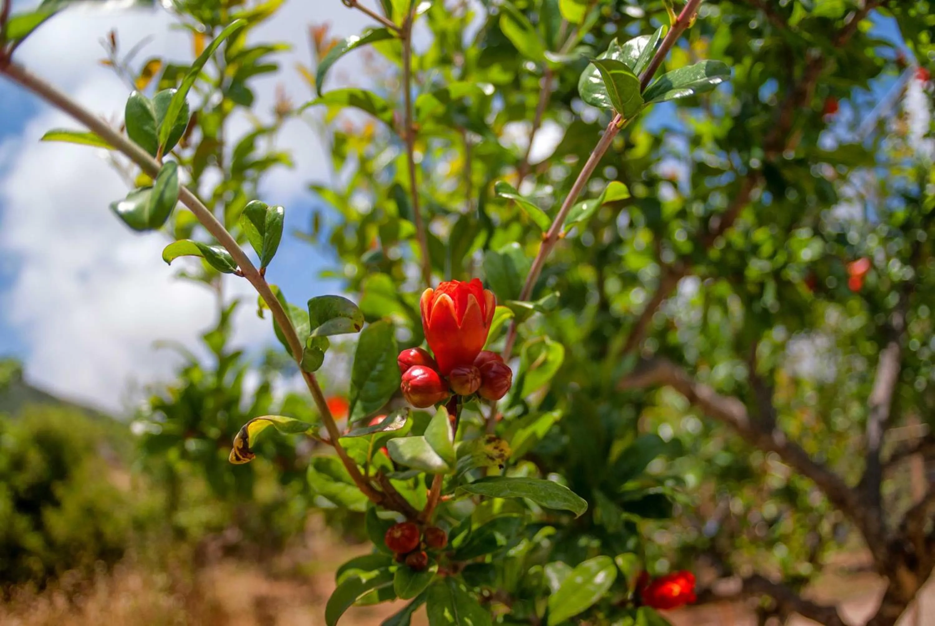 Garden in Efrosini Village