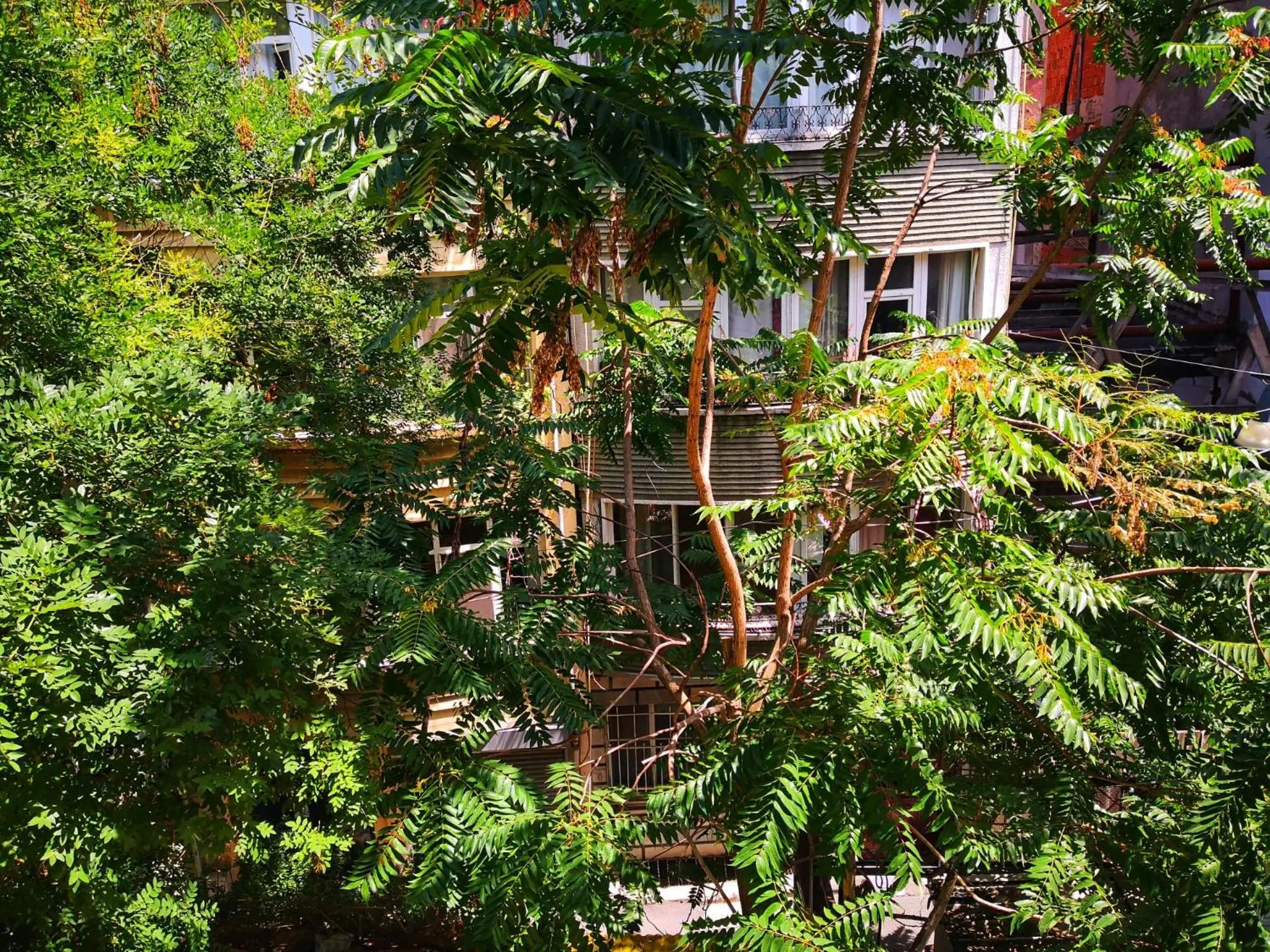 Garden view in Gafa Garden Hostel & Apartments - Great Location