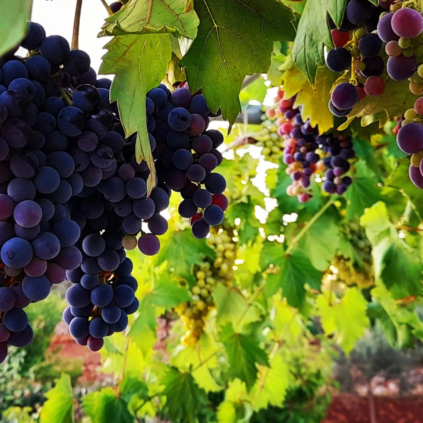 Garden in Trullo Sweet Trullo
