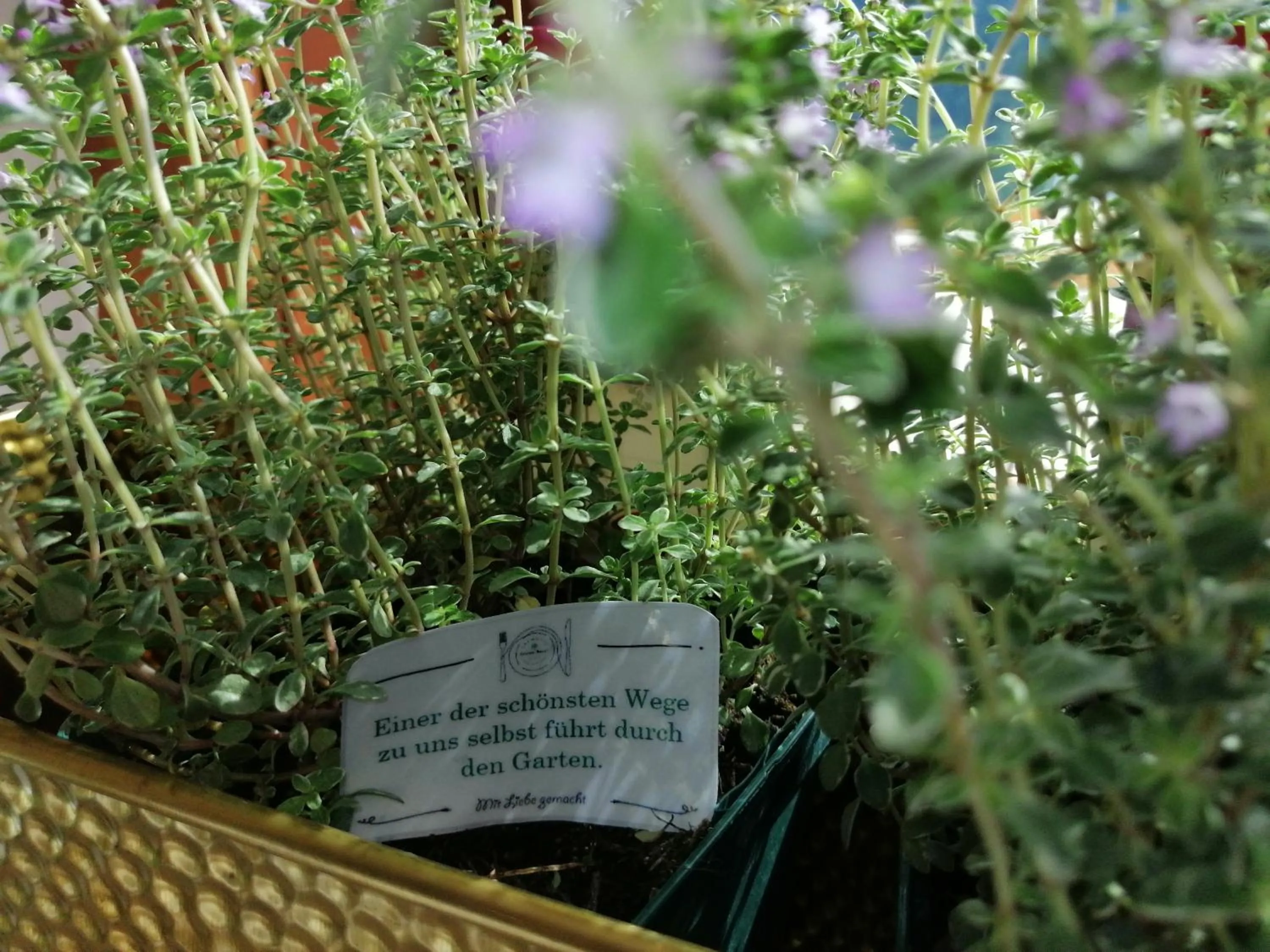 Restaurant/places to eat in Seehotel Grüner Baum