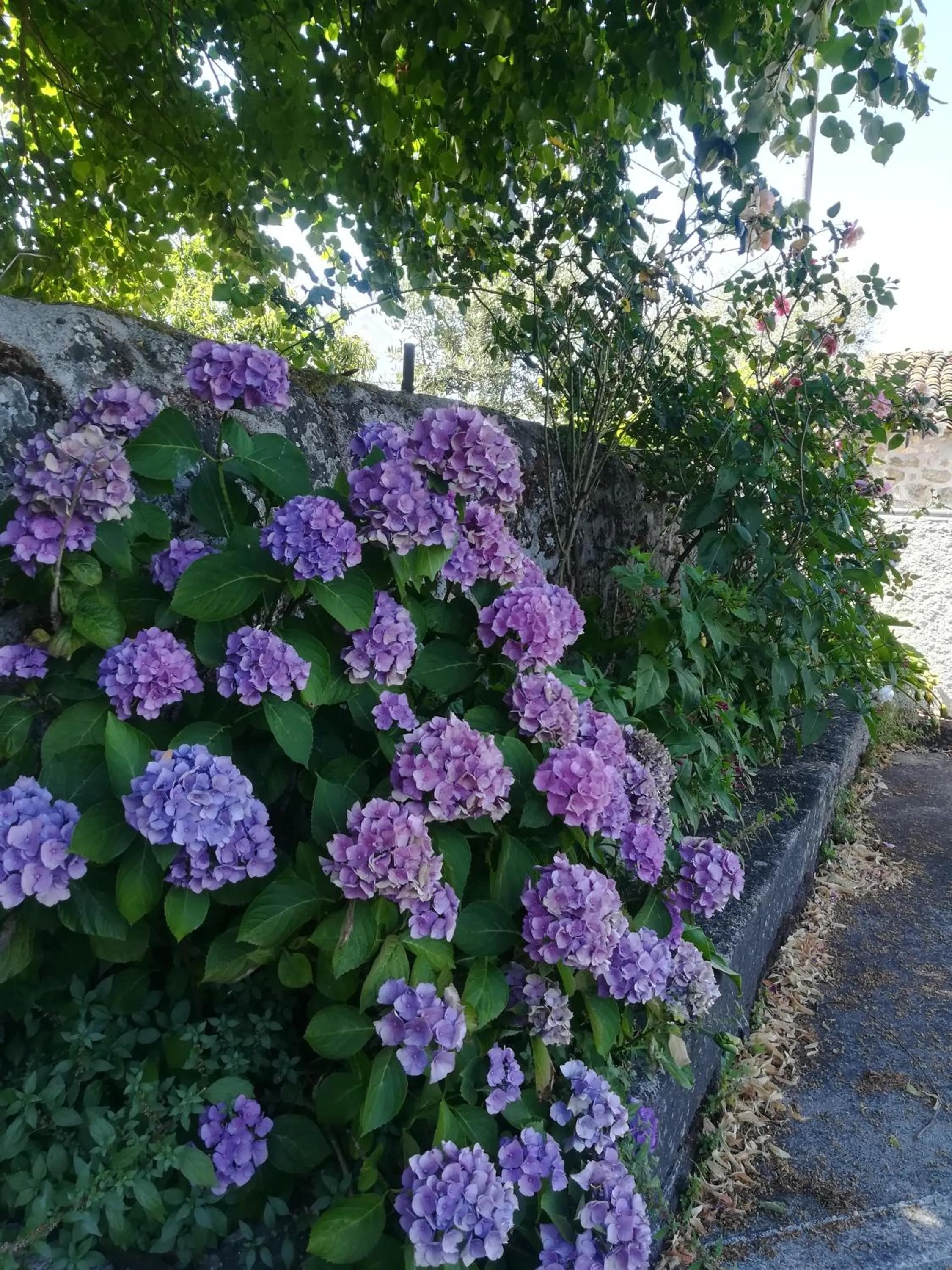 Garden in Solar dos Carvalhos