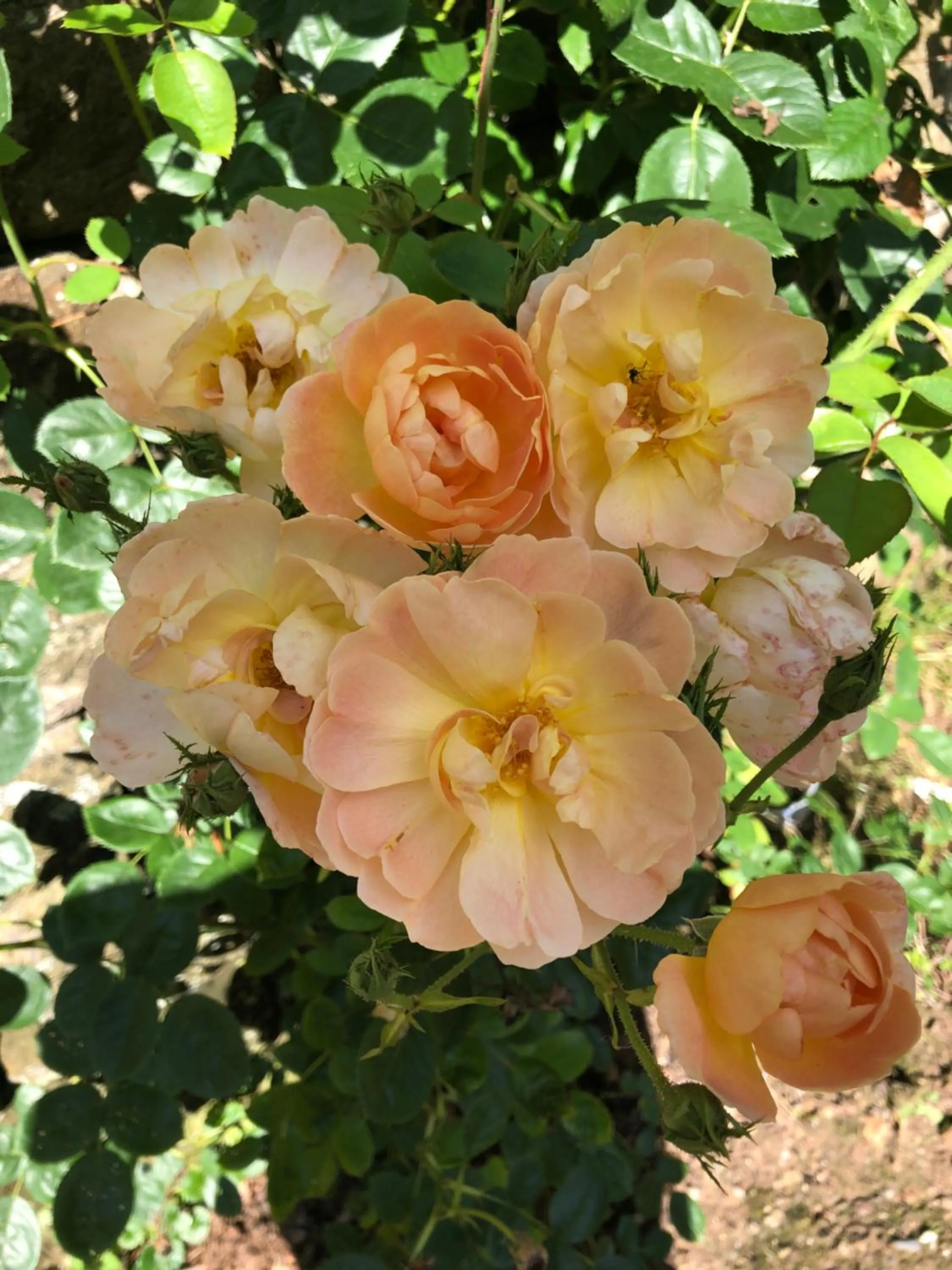 Garden in Die Talmühle