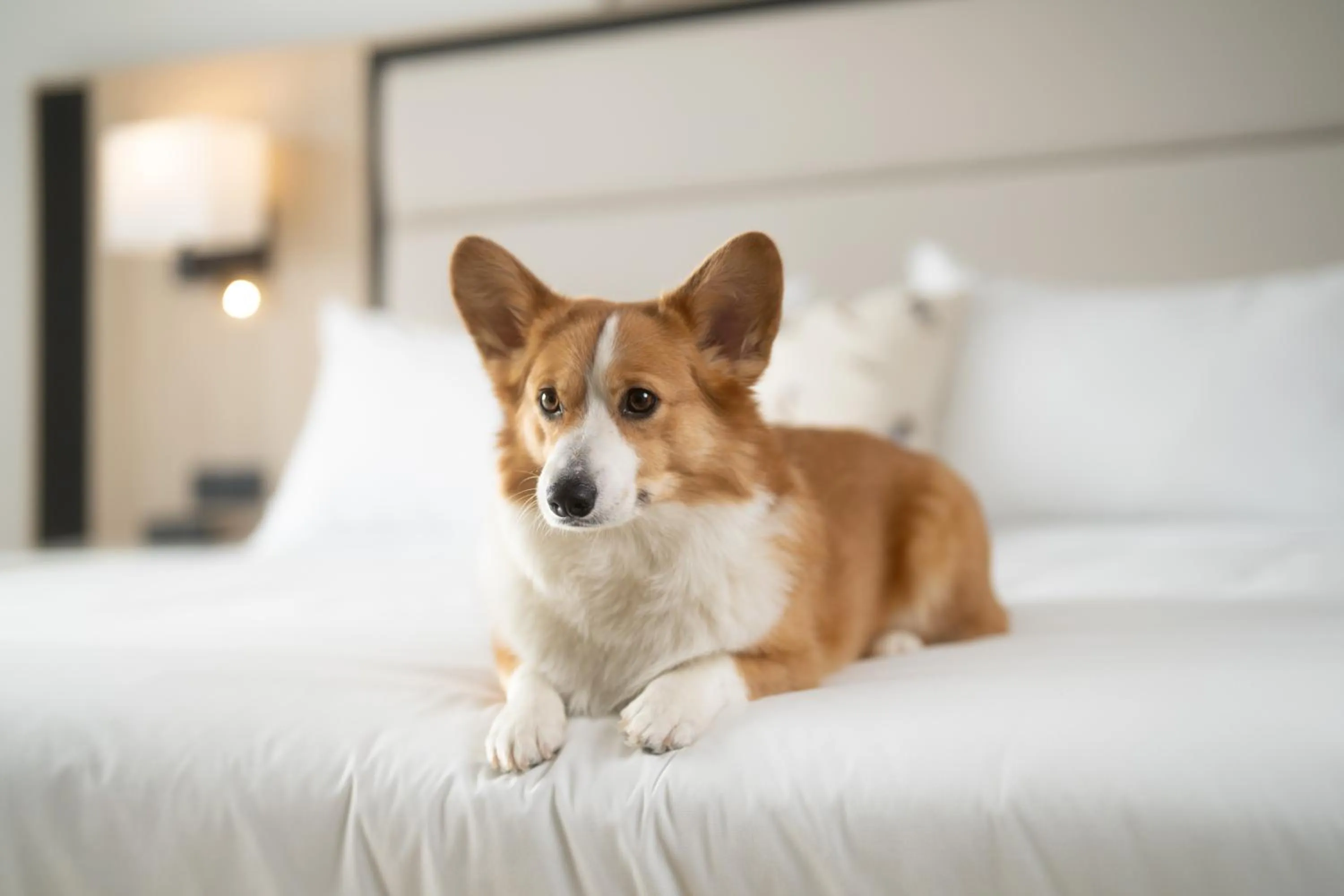 Pets in Mont Gabriel, Sainte-Adèle, a Tribute Portfolio Resort