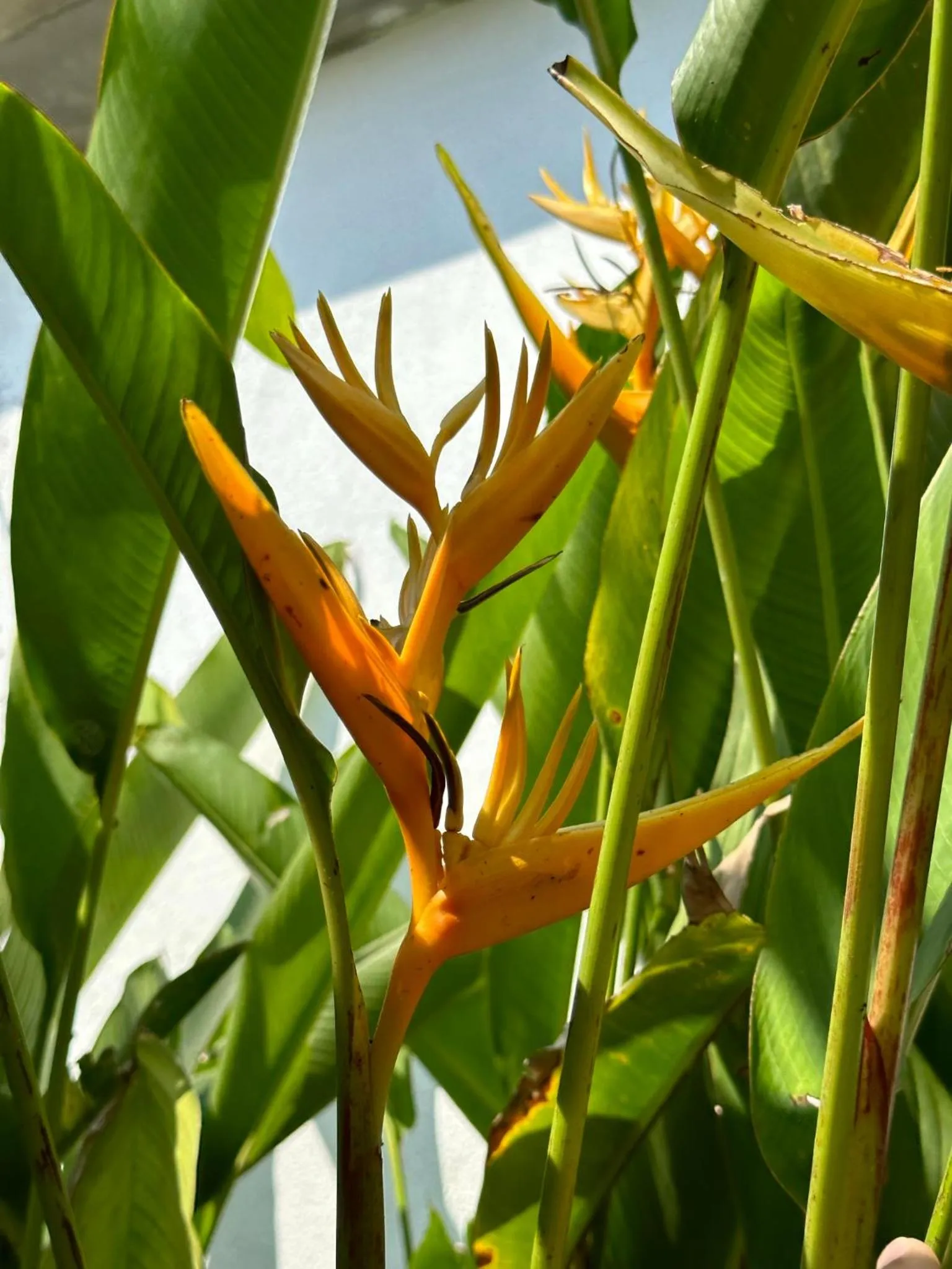 Swimming pool in Beachfront Paradise Boutique Hotel