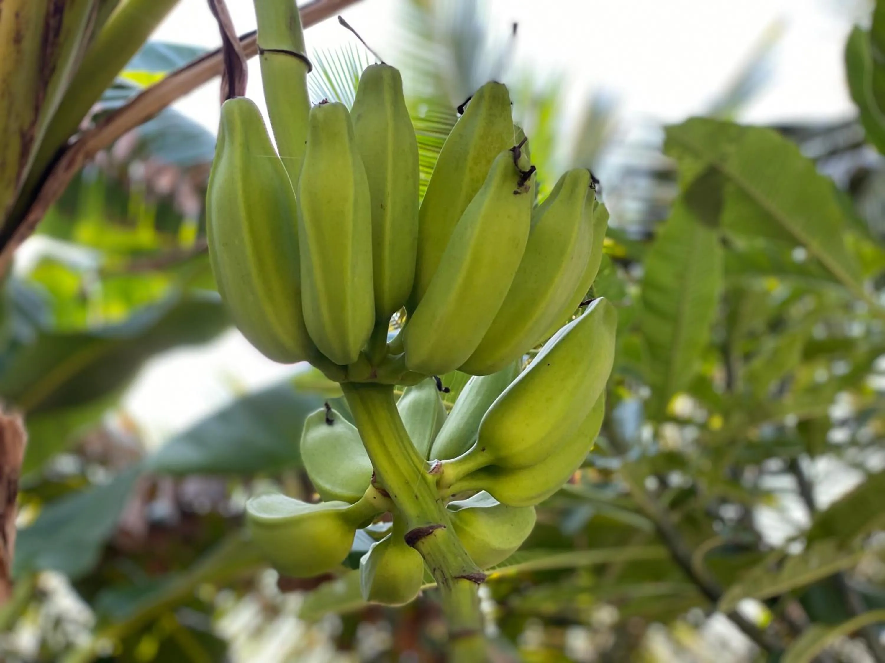 Garden in Beachfront Paradise Boutique Hotel