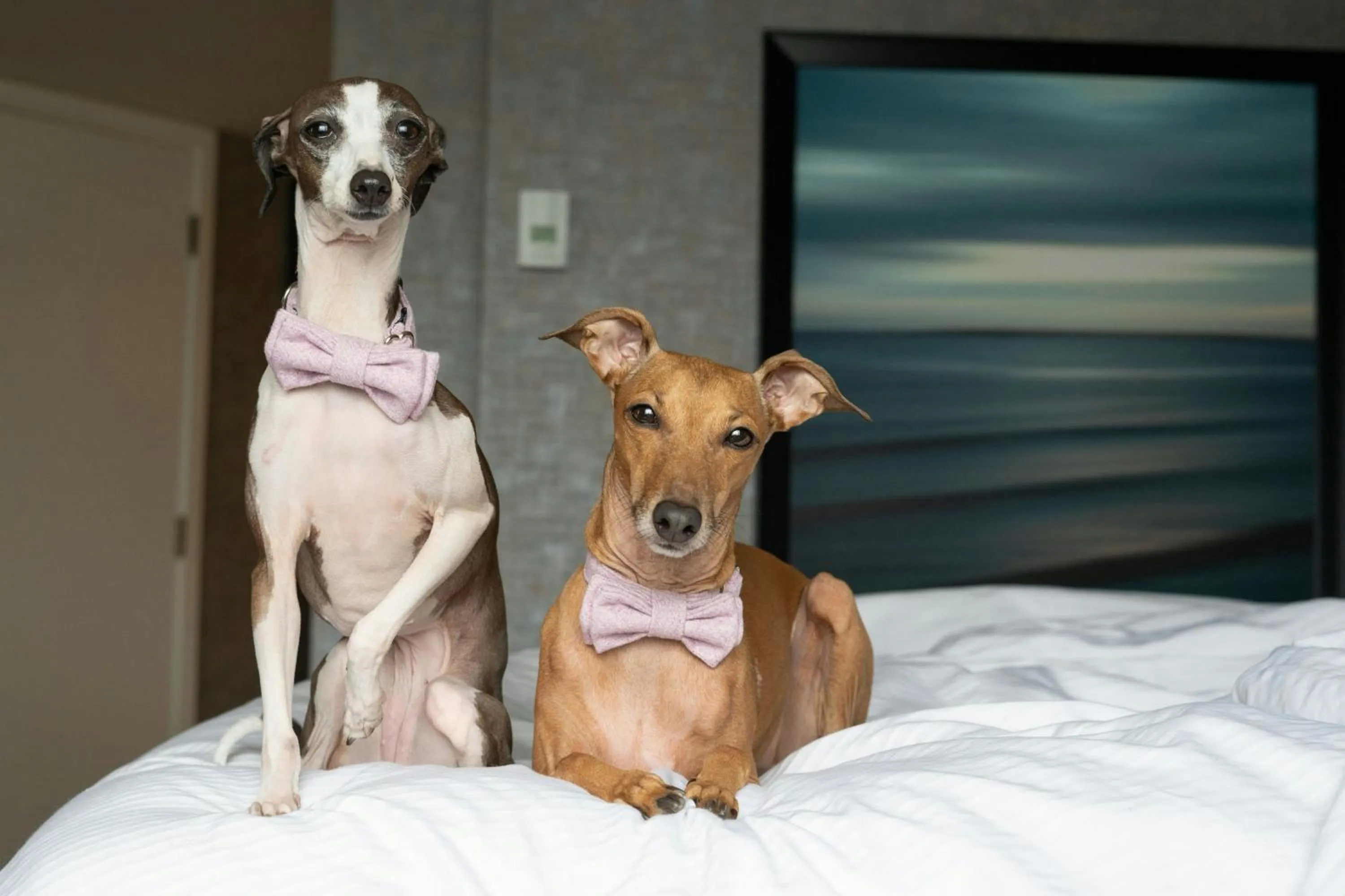 Other in The Westin Harbour Castle, Toronto