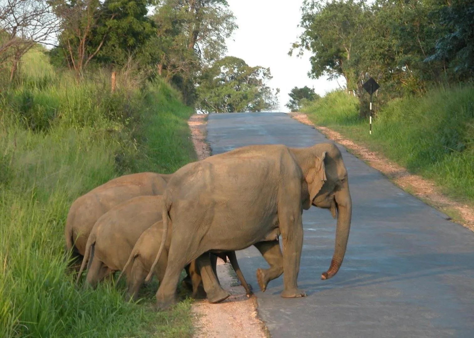 Animals, Other Animals in Sundaras Resort & Spa Dambulla