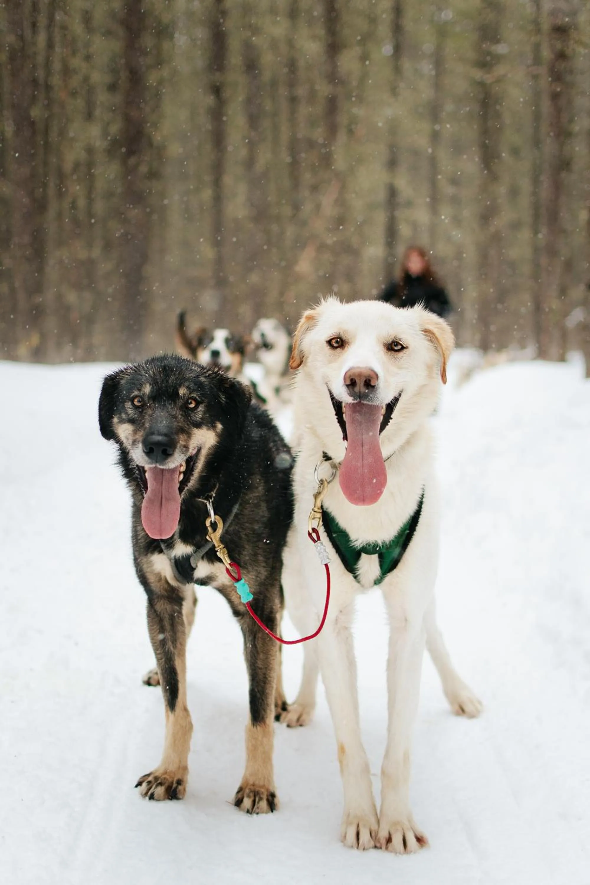 Activities in Auberge du Lac Taureau et Condos