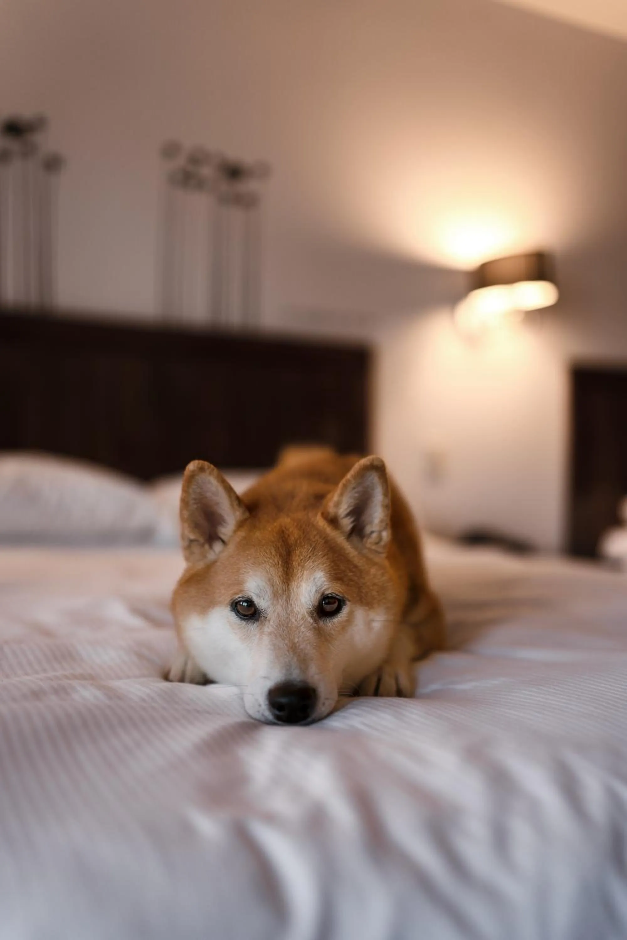 Pets, Bed in Auberge du Lac Taureau et Condos