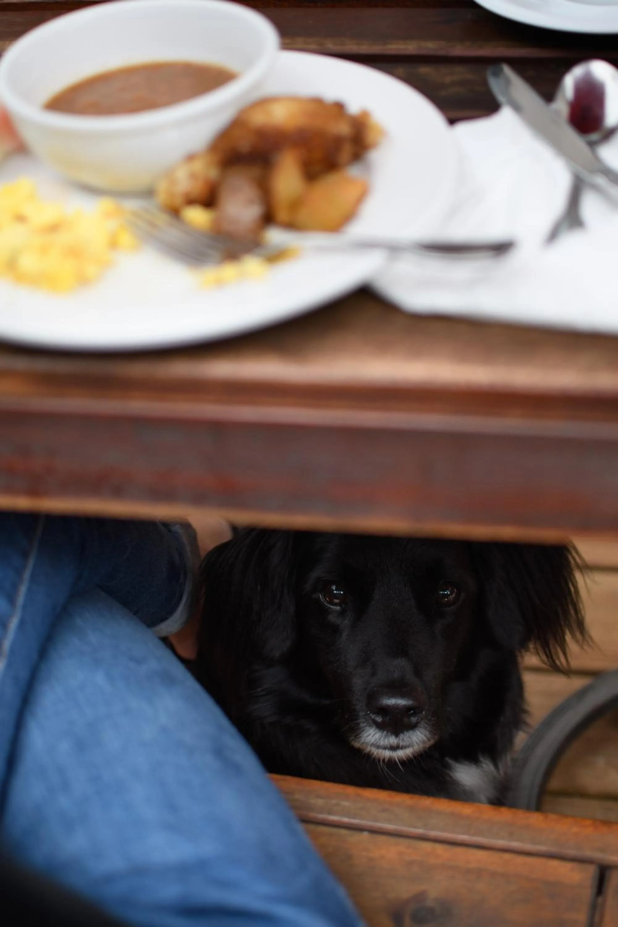 Pets in Auberge du Lac Taureau et Condos