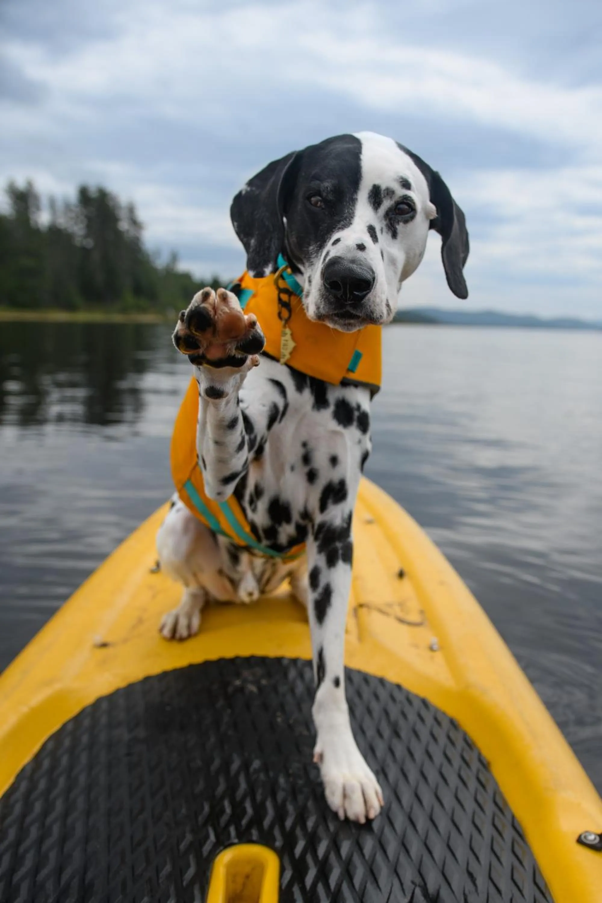 Pets in Auberge du Lac Taureau et Condos