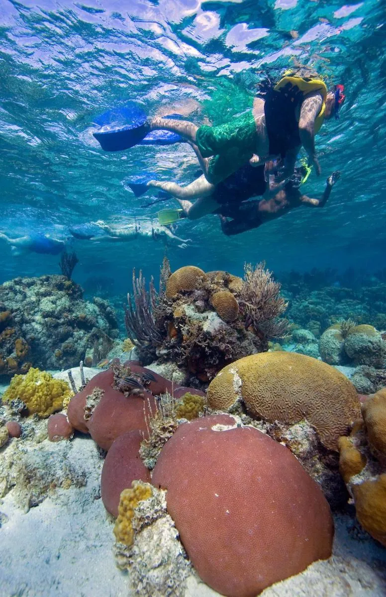 Natural landscape in Pelican Beach Resort South Water Caye