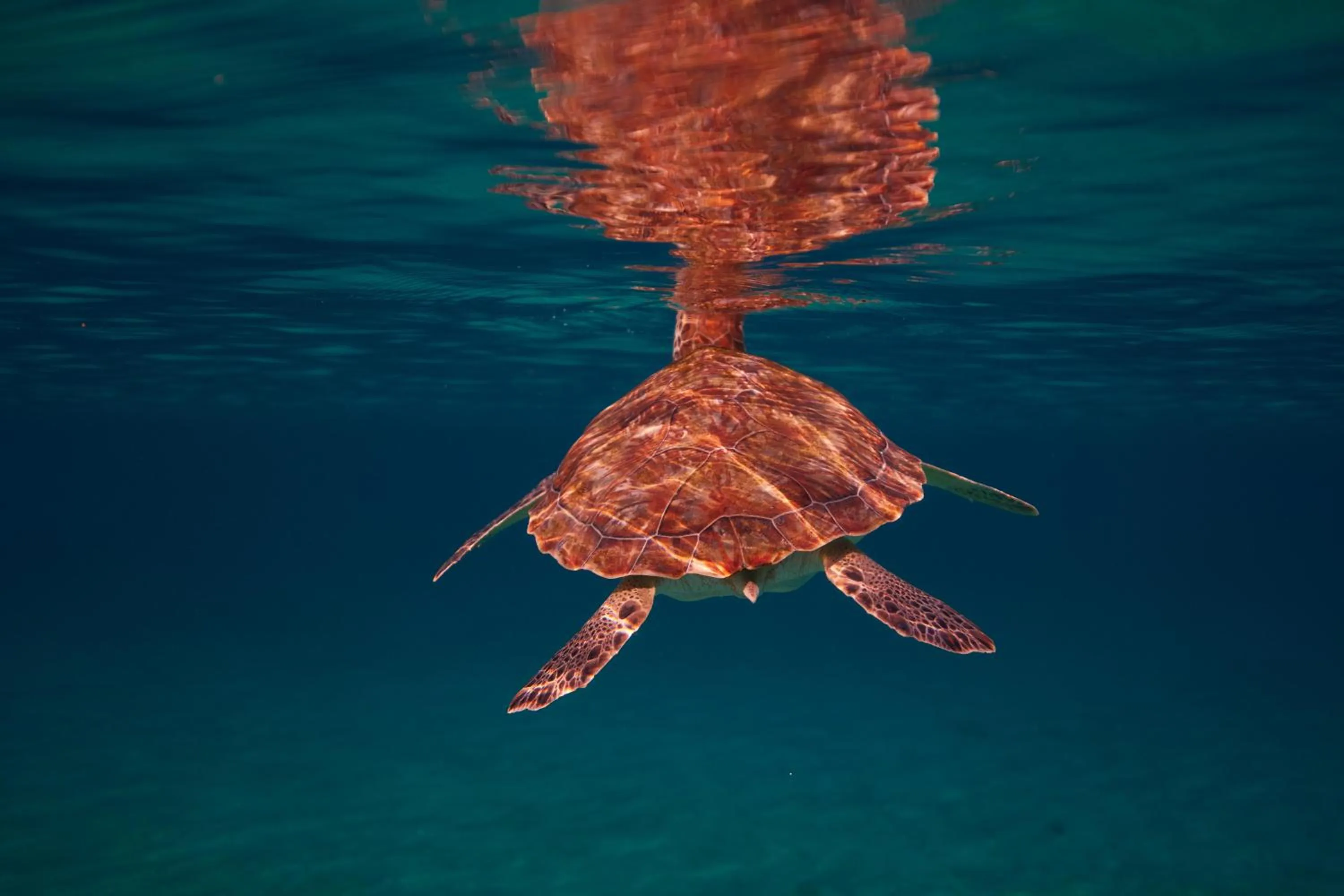 Activities in Sandals Royal Curacao All Inclusive Couples Only