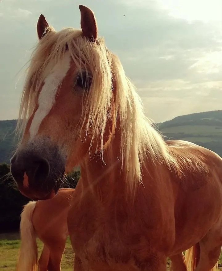 Horse-riding in B&B Cà Montemezzano