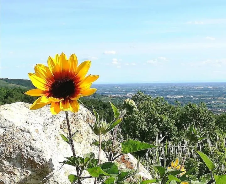 View (from property/room) in B&B Cà Montemezzano