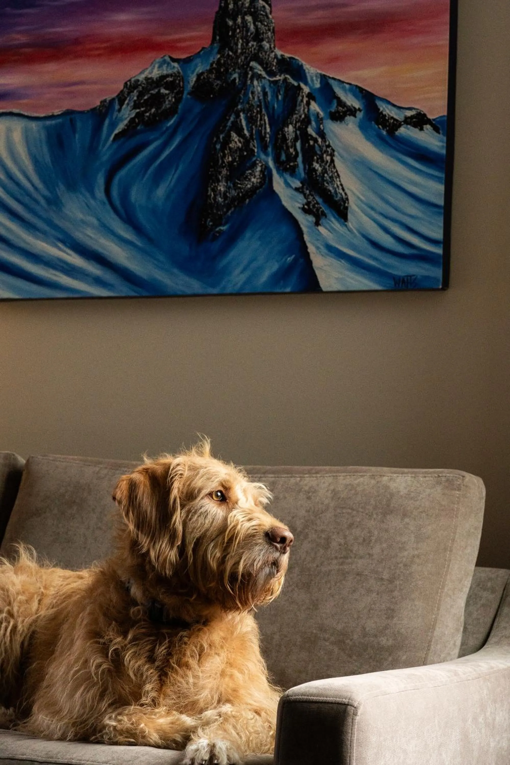 pet friendly in Adara Hotel