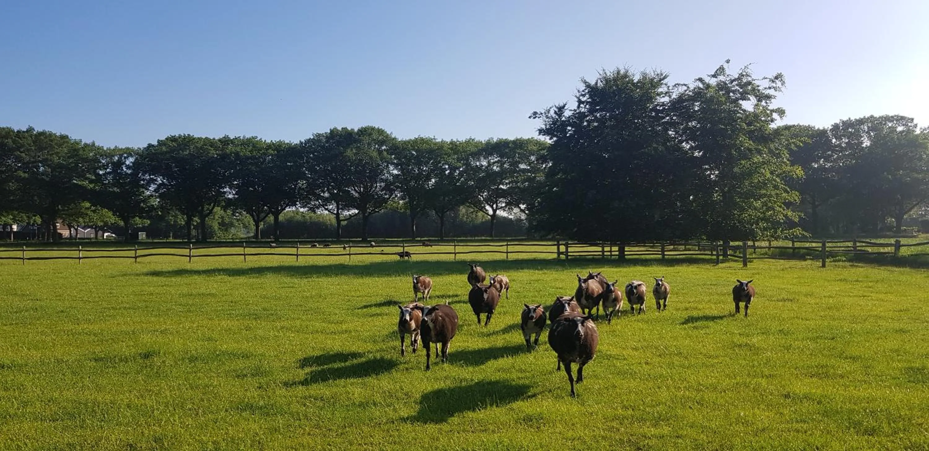 Animals in Erve Jonkerhoeve