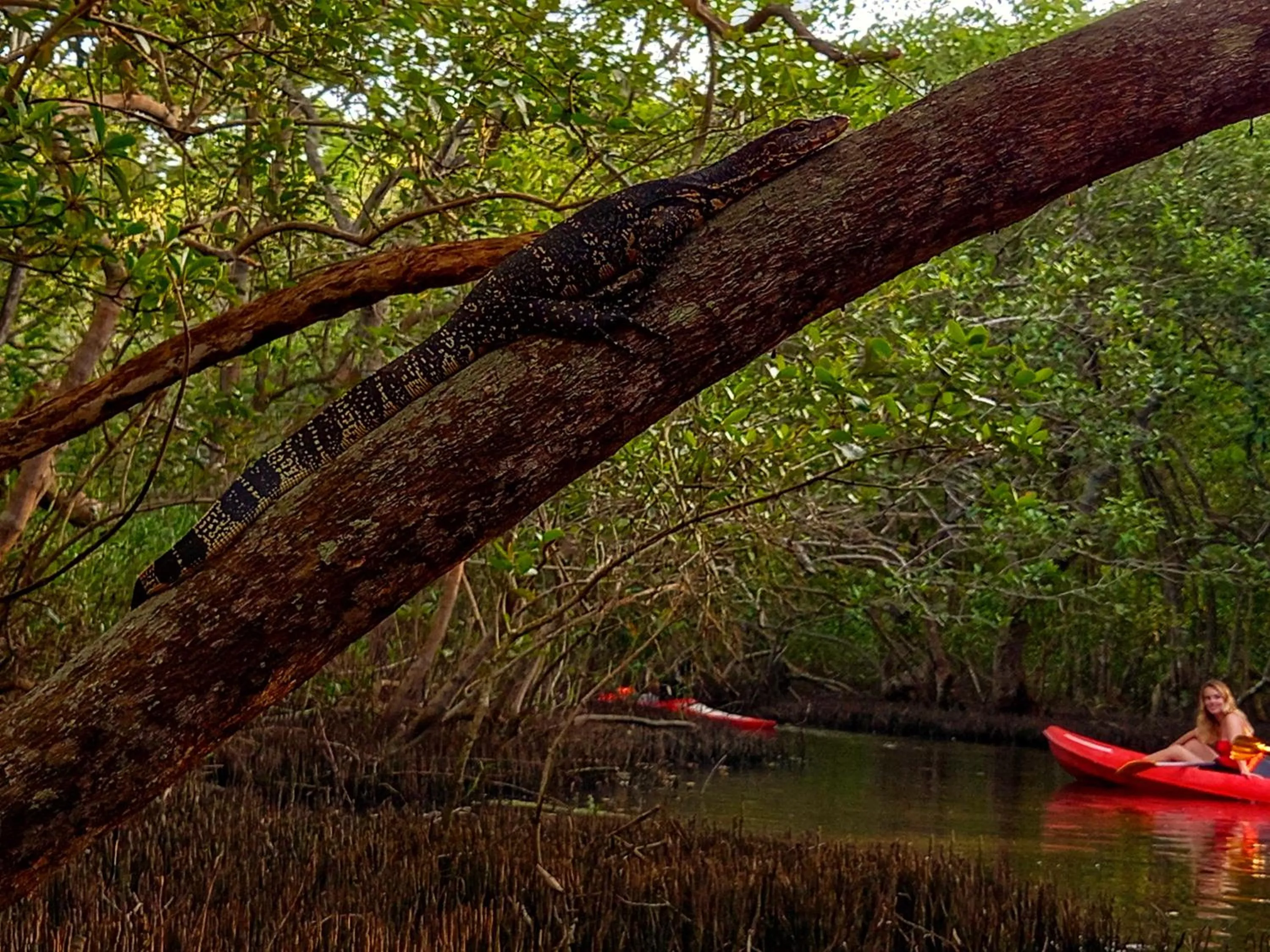 Animals in Schatzi's Hideaway