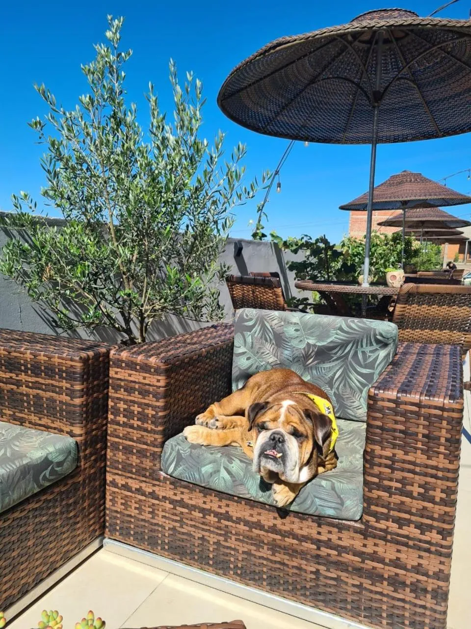 Refúgio dos Coiotes