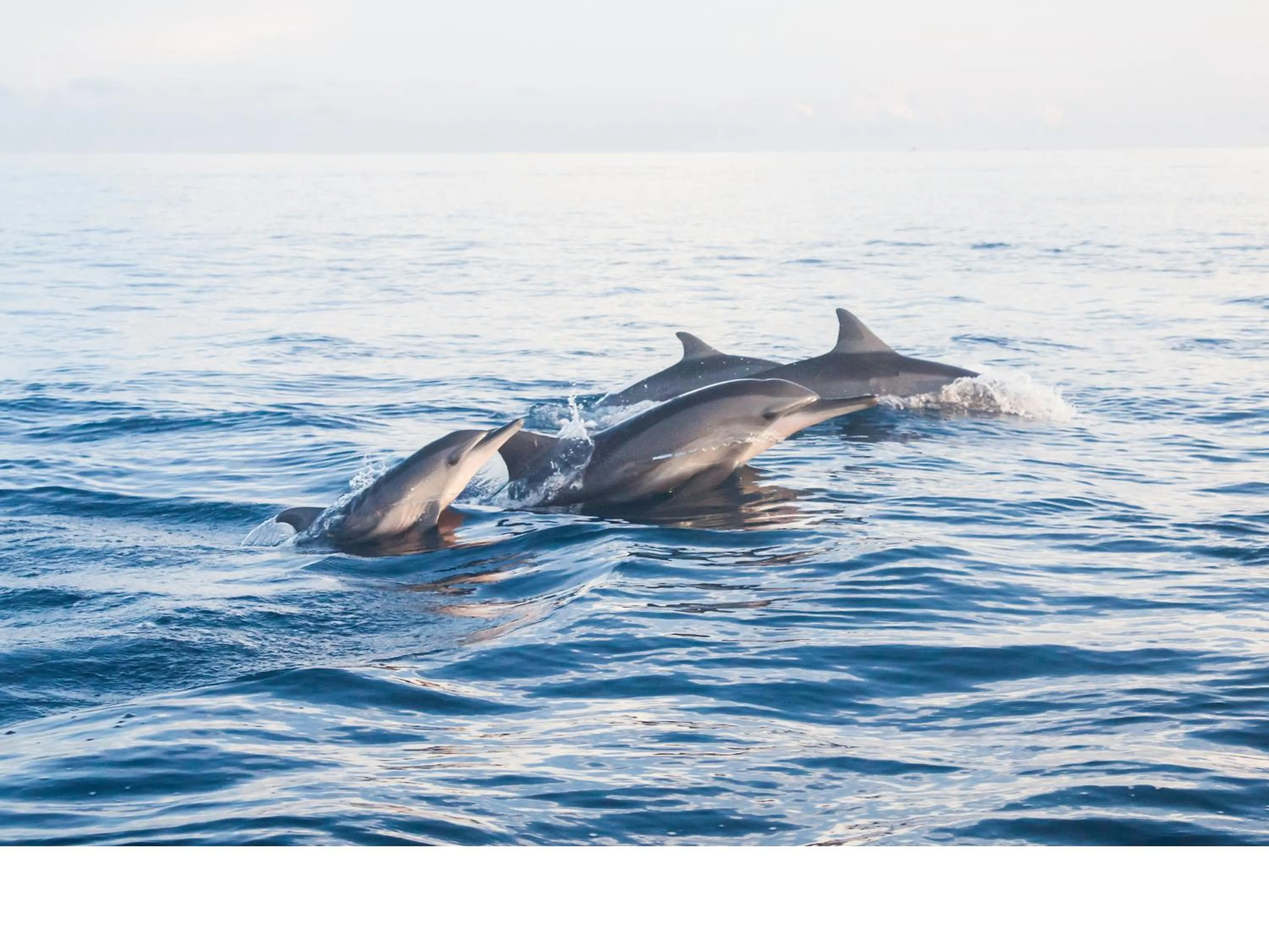 Natural landscape in Pulau Villa Canggu