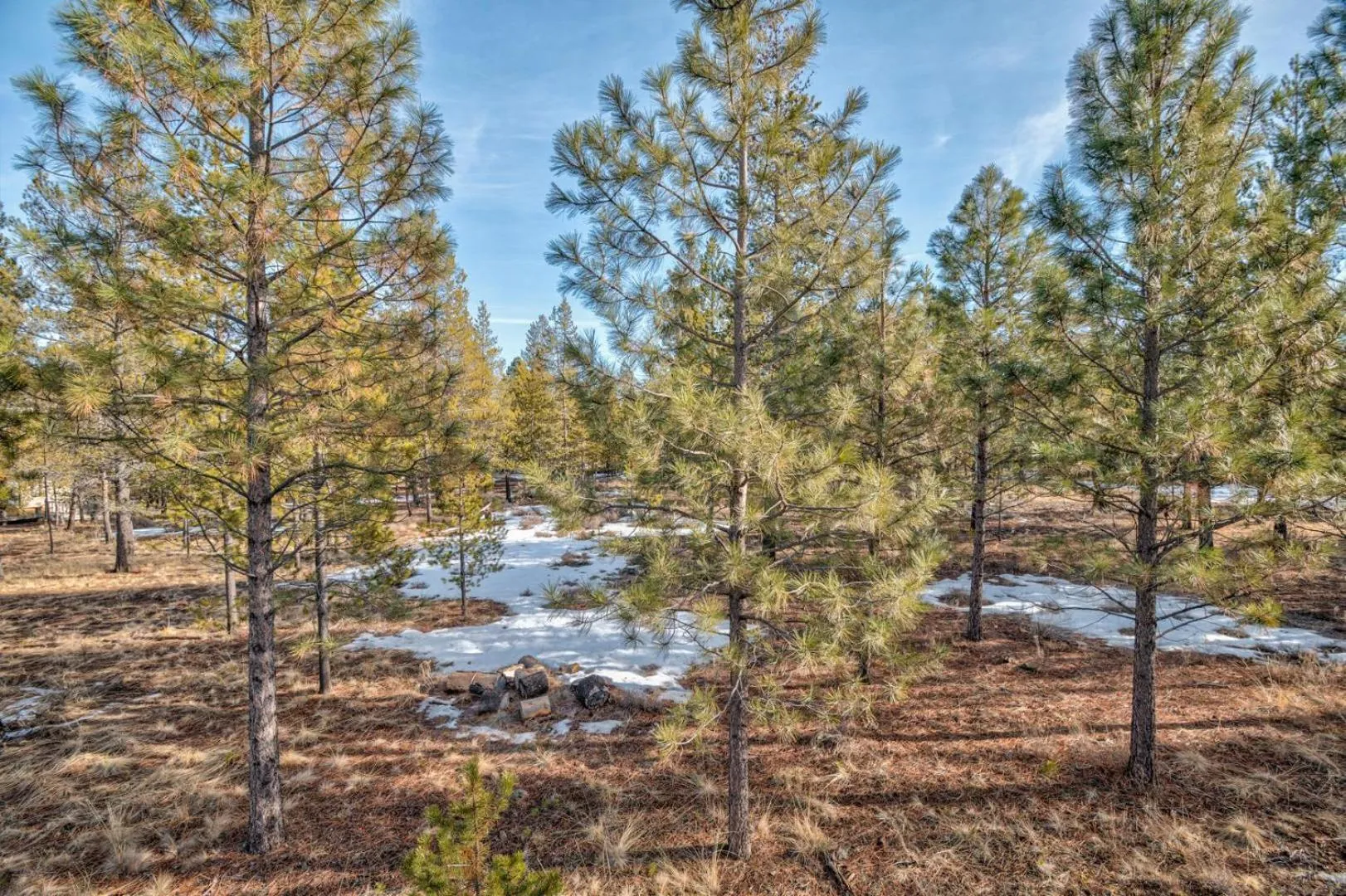 Paper Birch - Unit 10