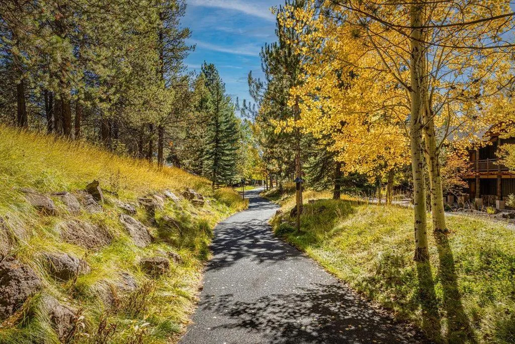 Paper Birch - Unit 10