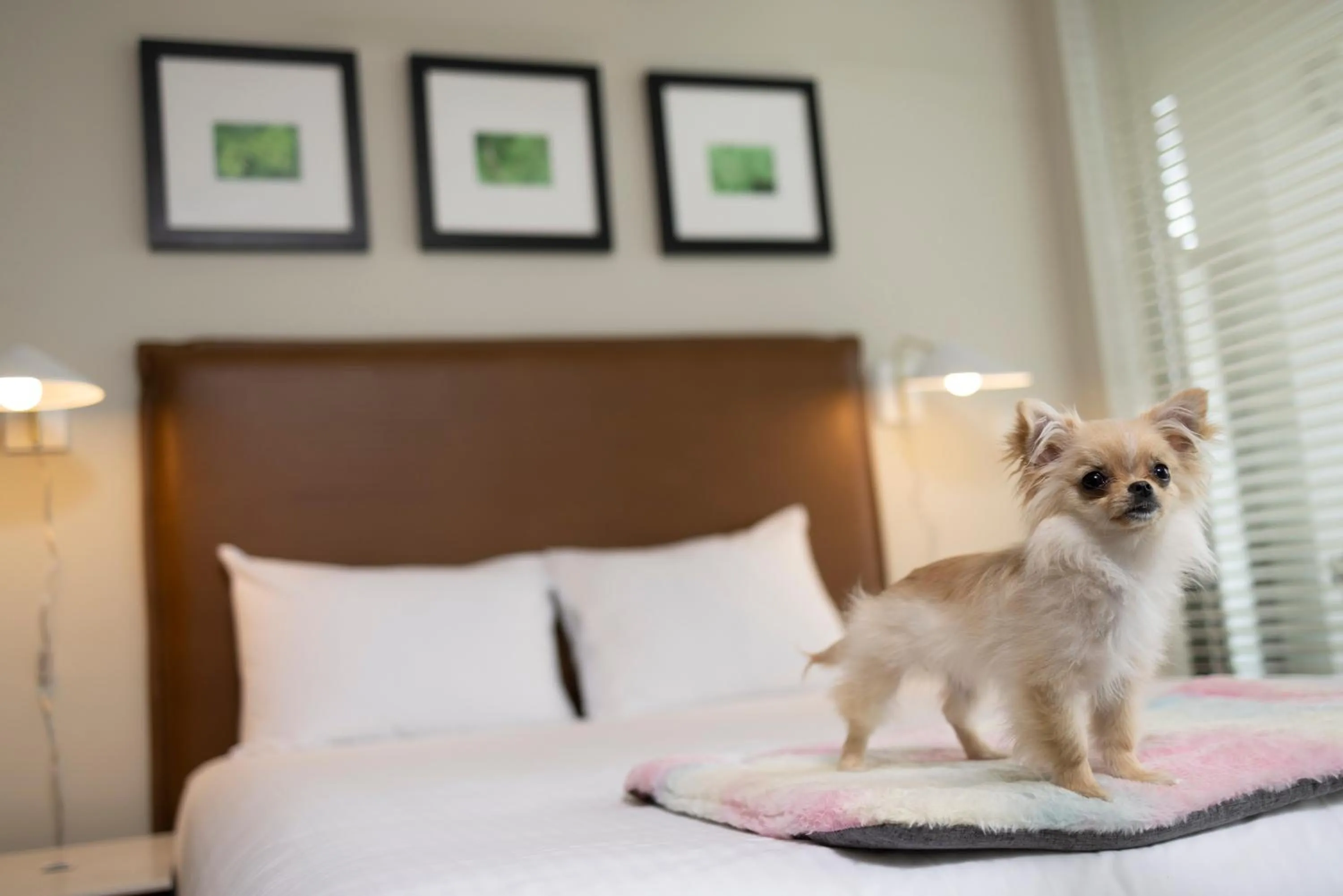 Bedroom in Oswego Hotel