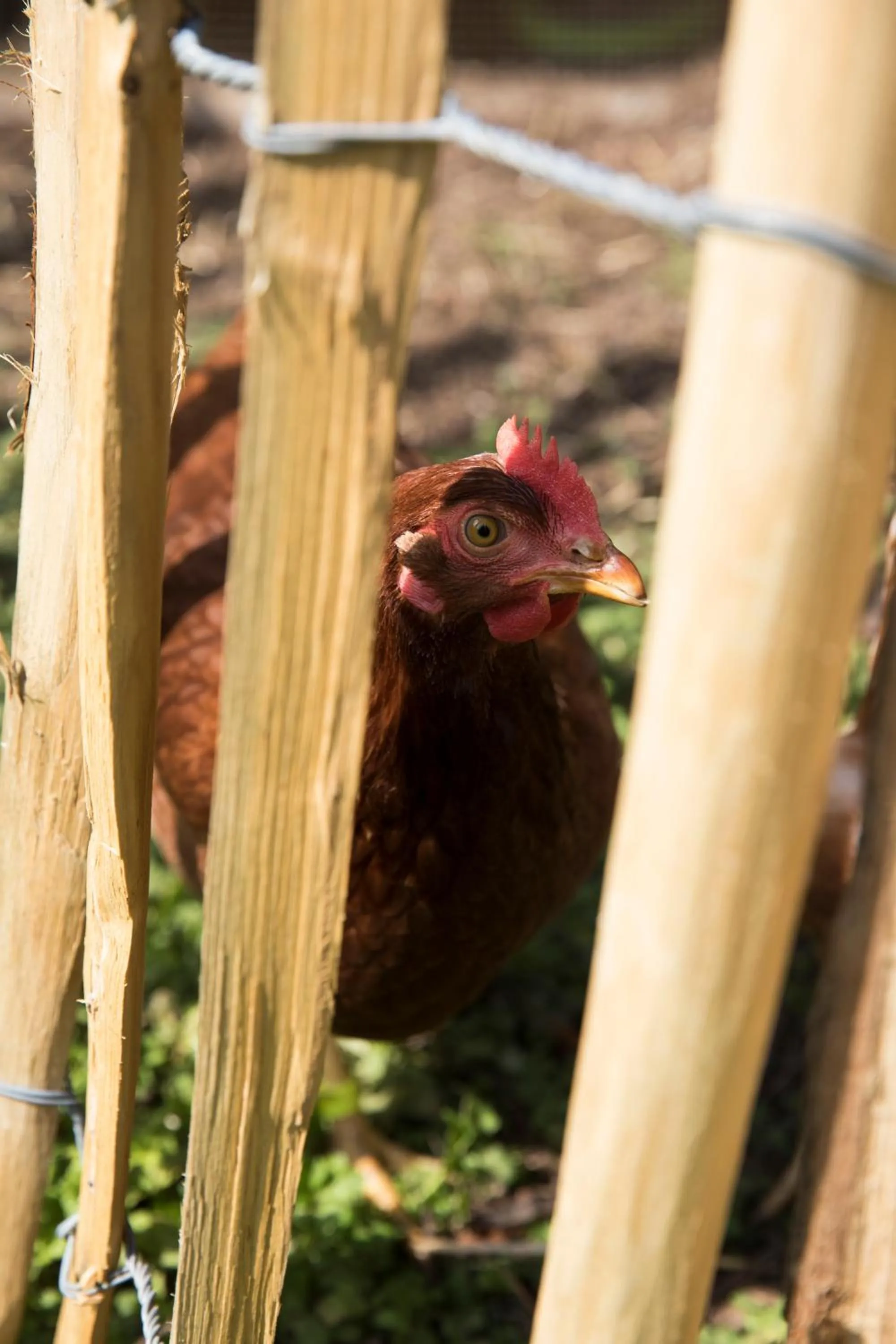 Garden in EDEN Locquirec - Piscine & Spa Chambre d hôtes