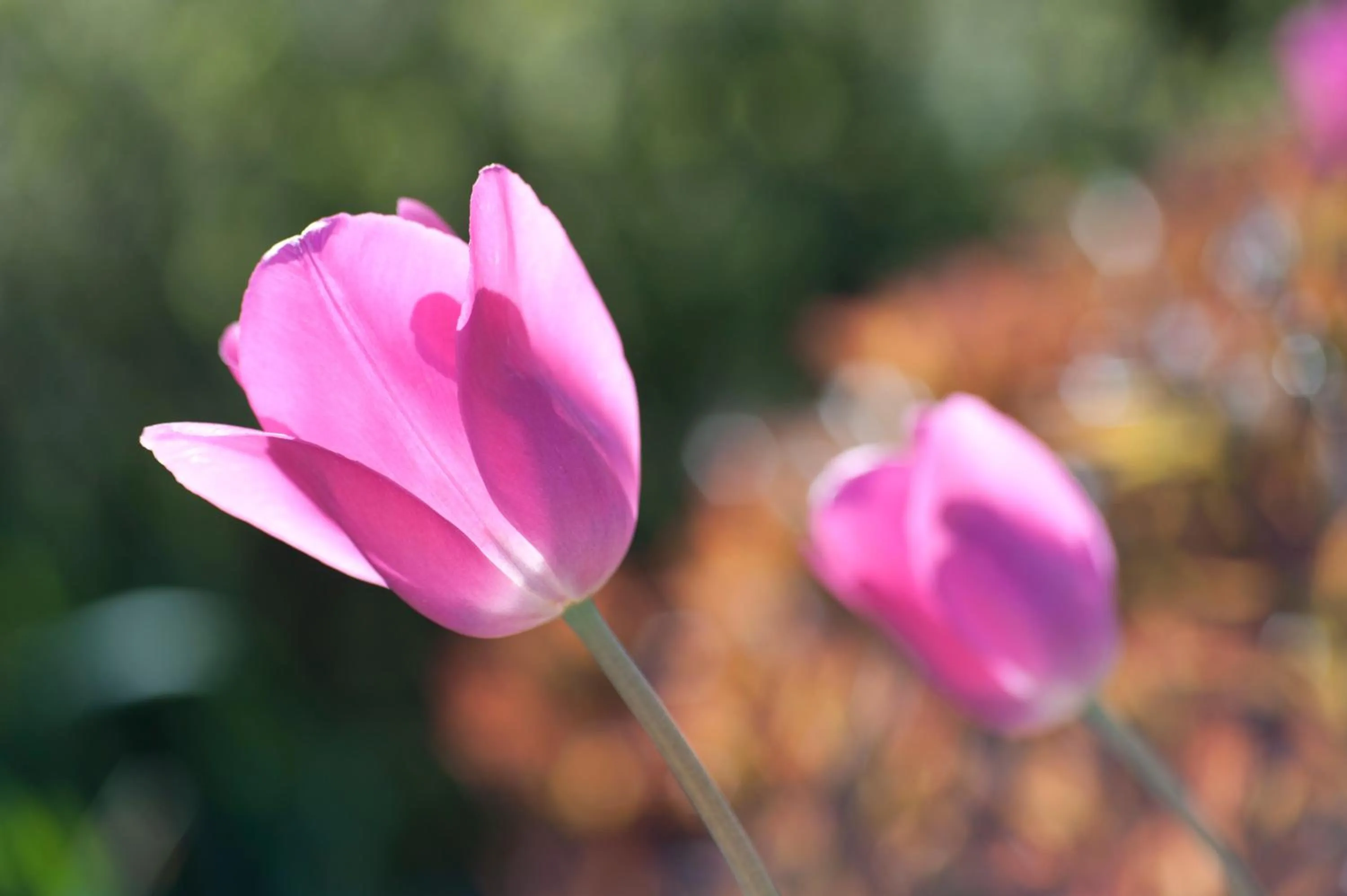 Garden in Wellintown Guest House