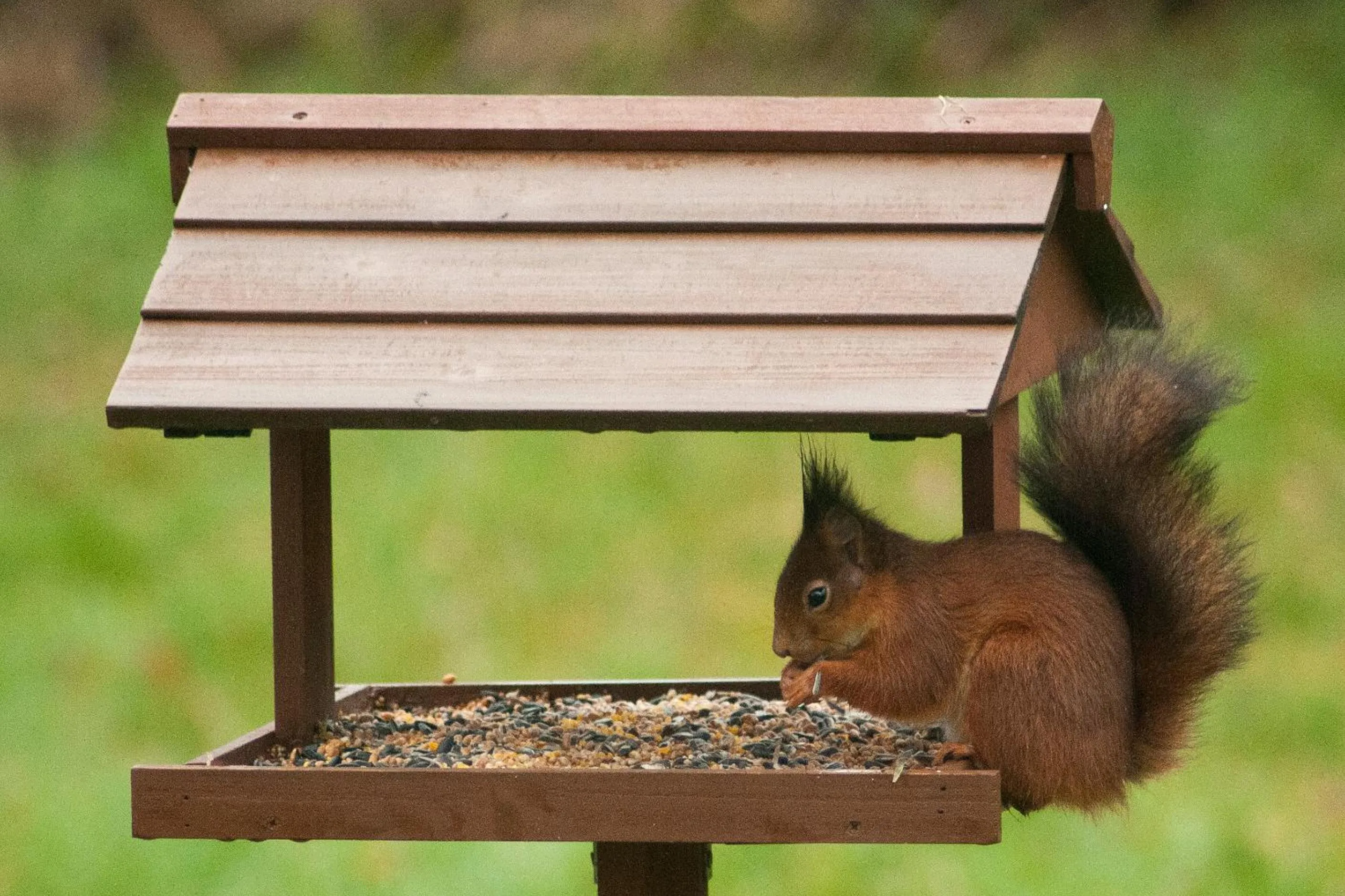 Garden in Wellintown Guest House