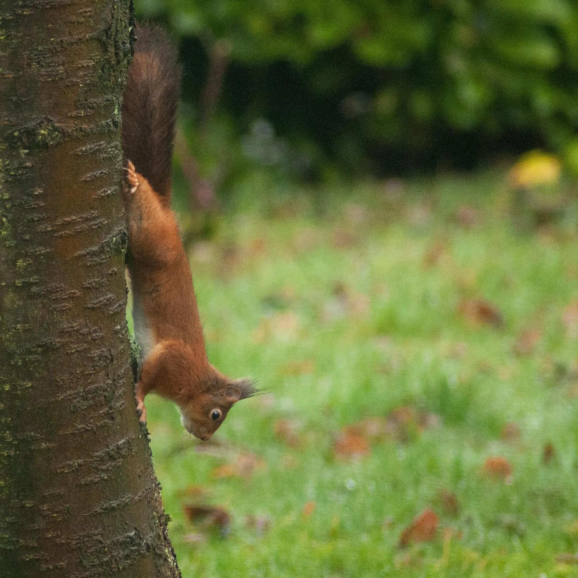 Garden in Wellintown Guest House