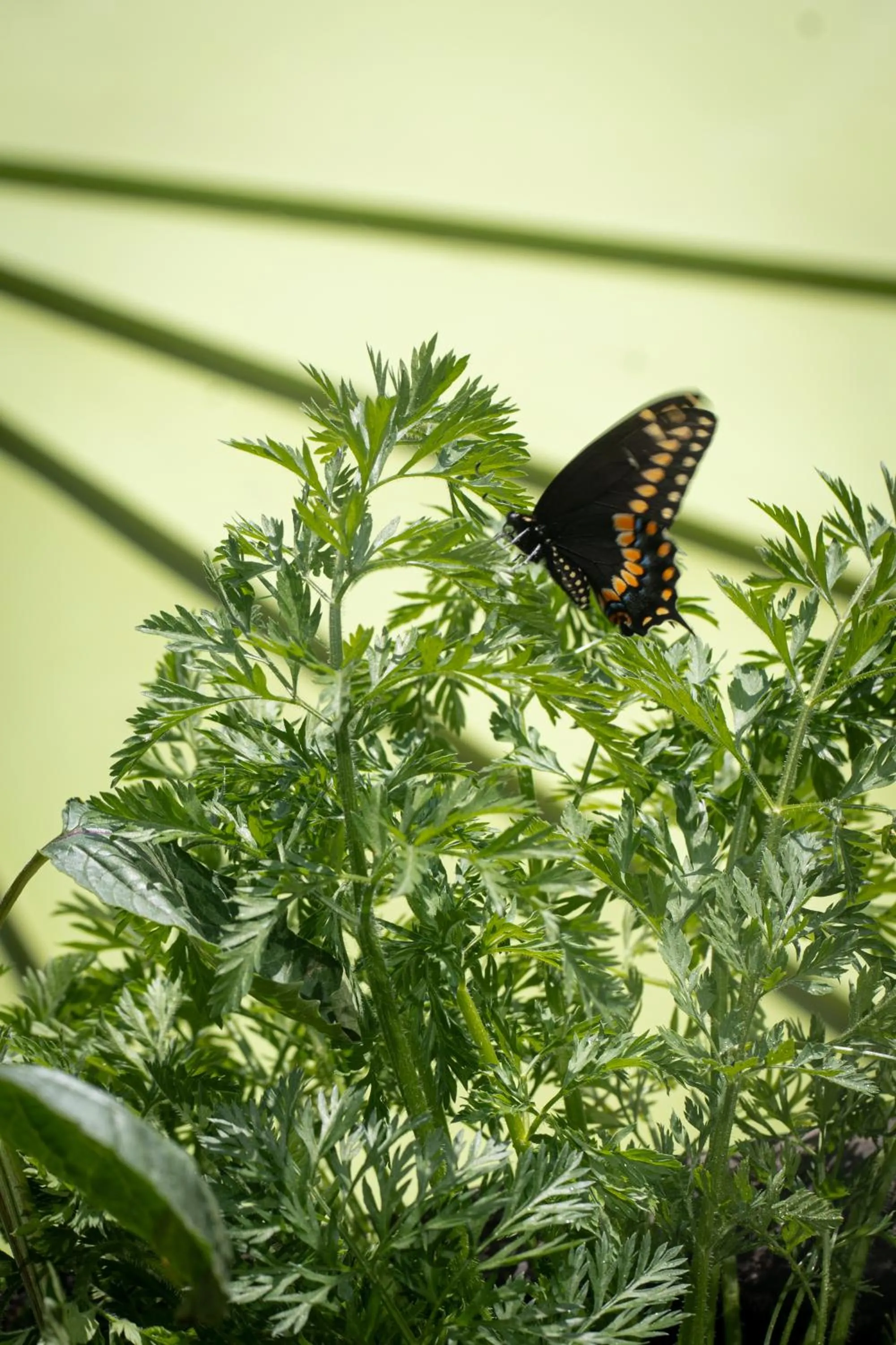 Spring in Taller de Juan - Casa Hotel