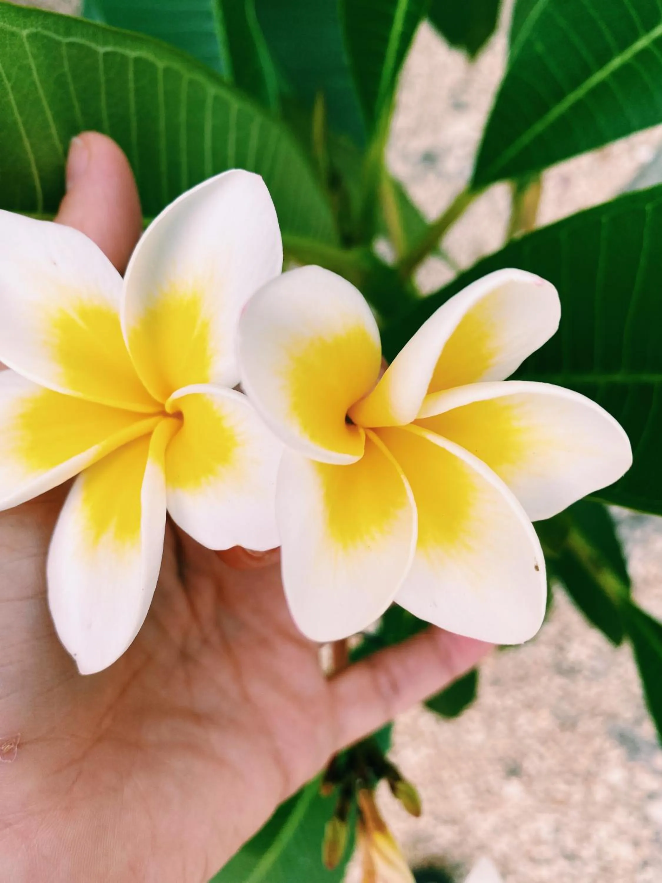 Crystal Beach Nungwi