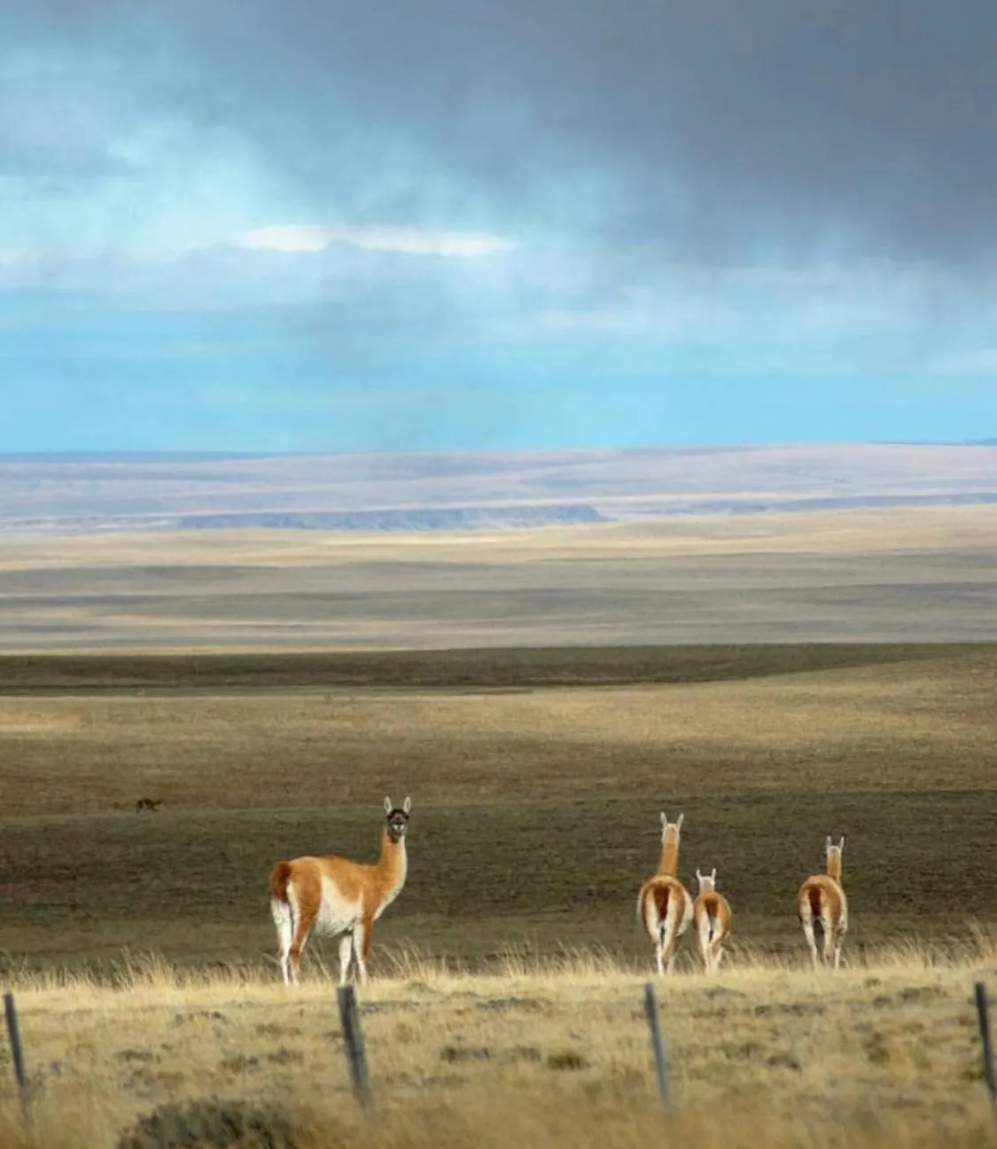 Natural landscape in South Apartments