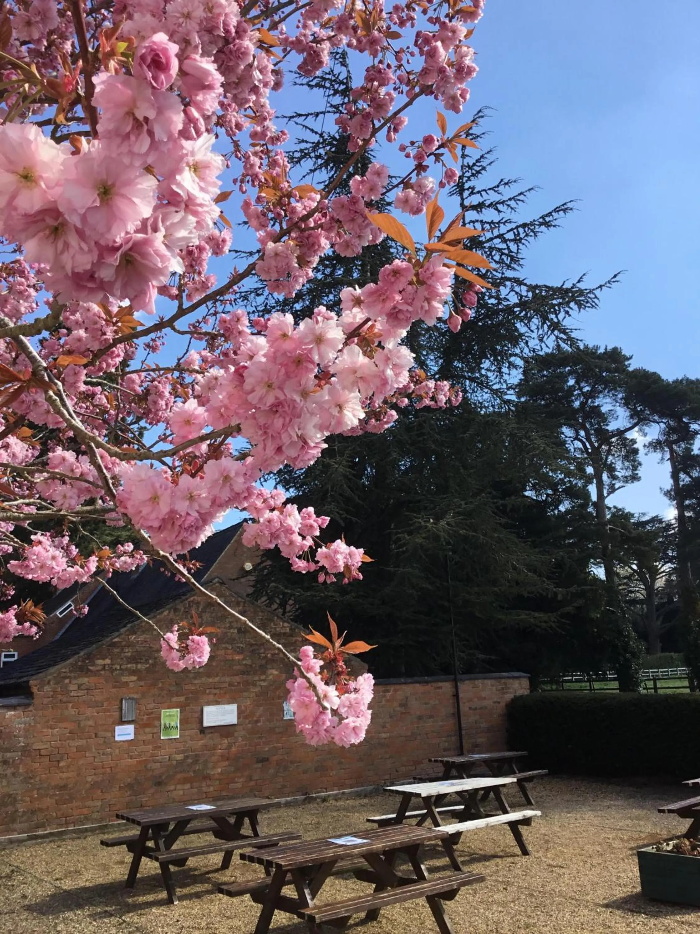 Garden in The Cheney Arms