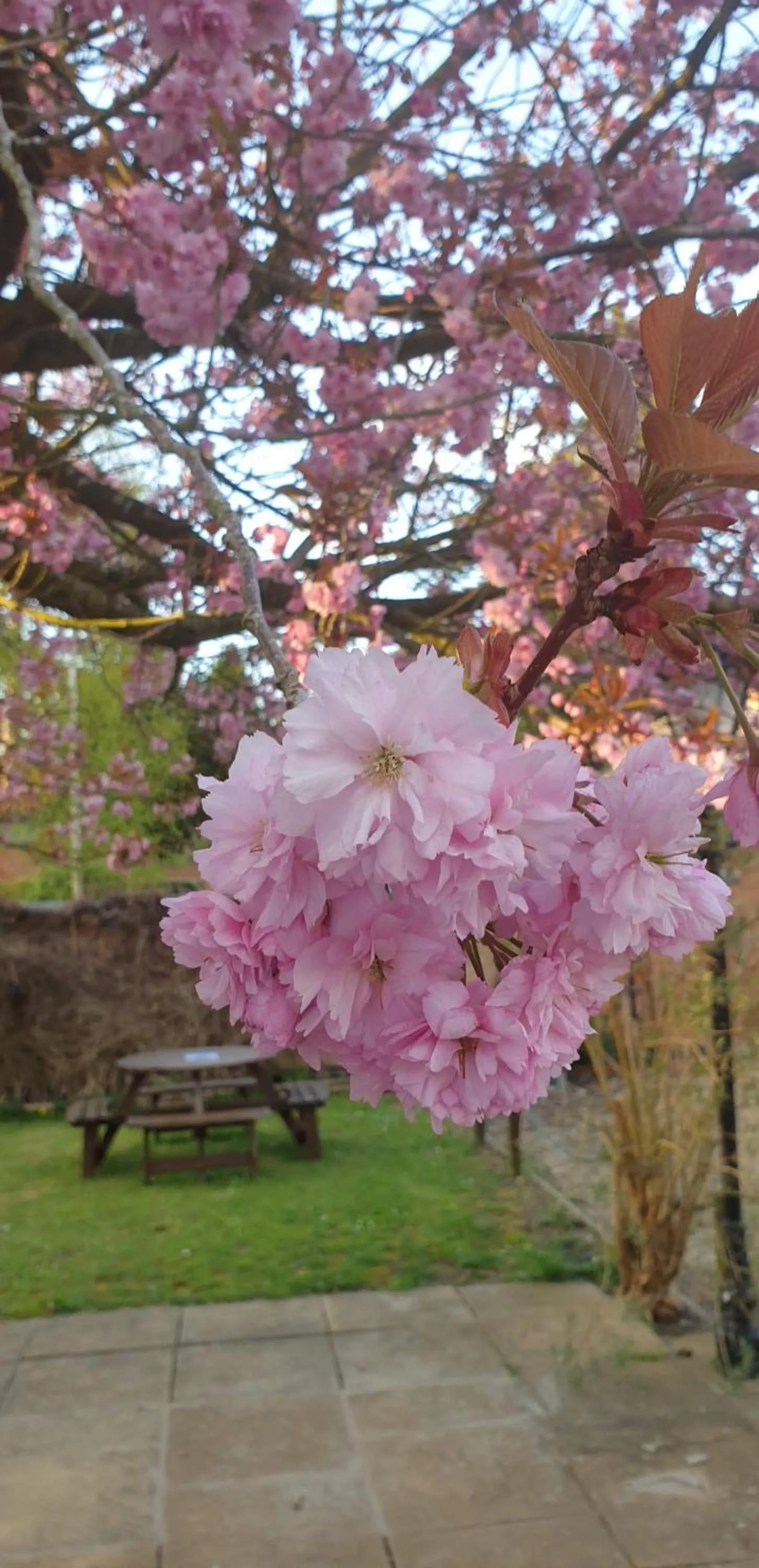 Garden in The Cheney Arms