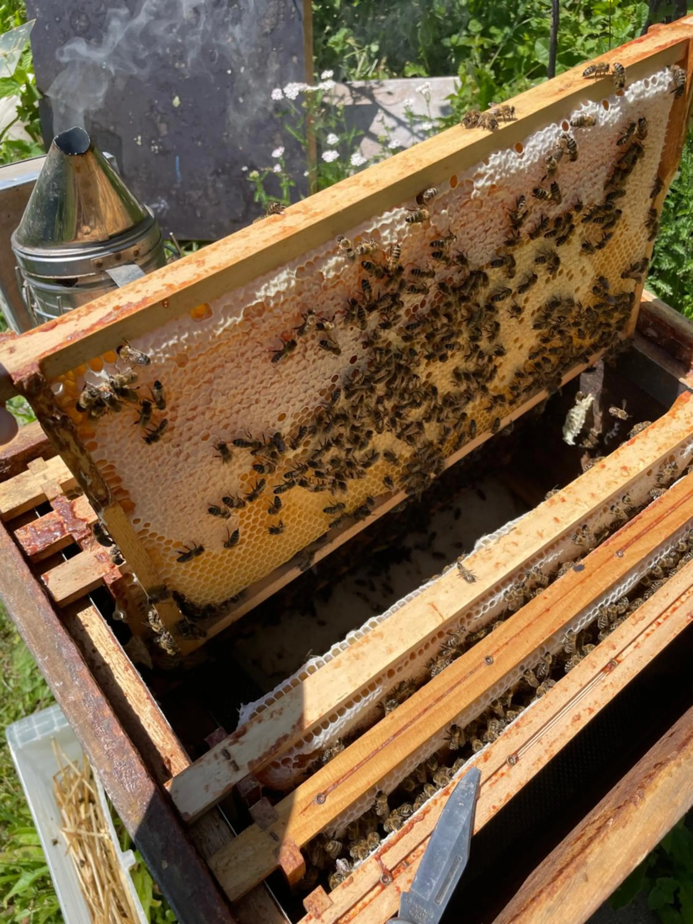 Animals in Veraltenhof Agriturismo B&B