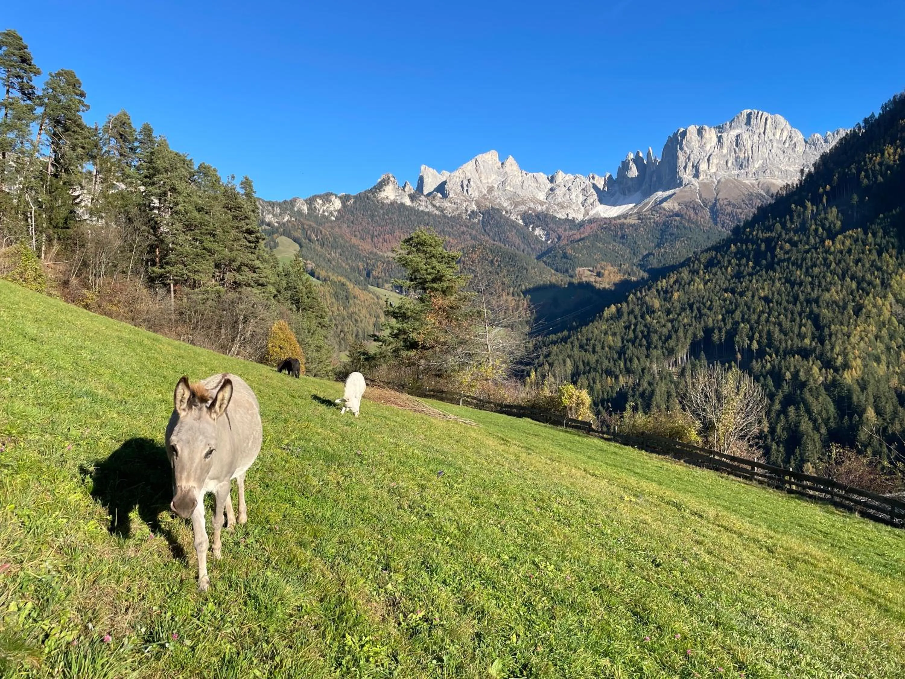 Animals in Veraltenhof Agriturismo B&B