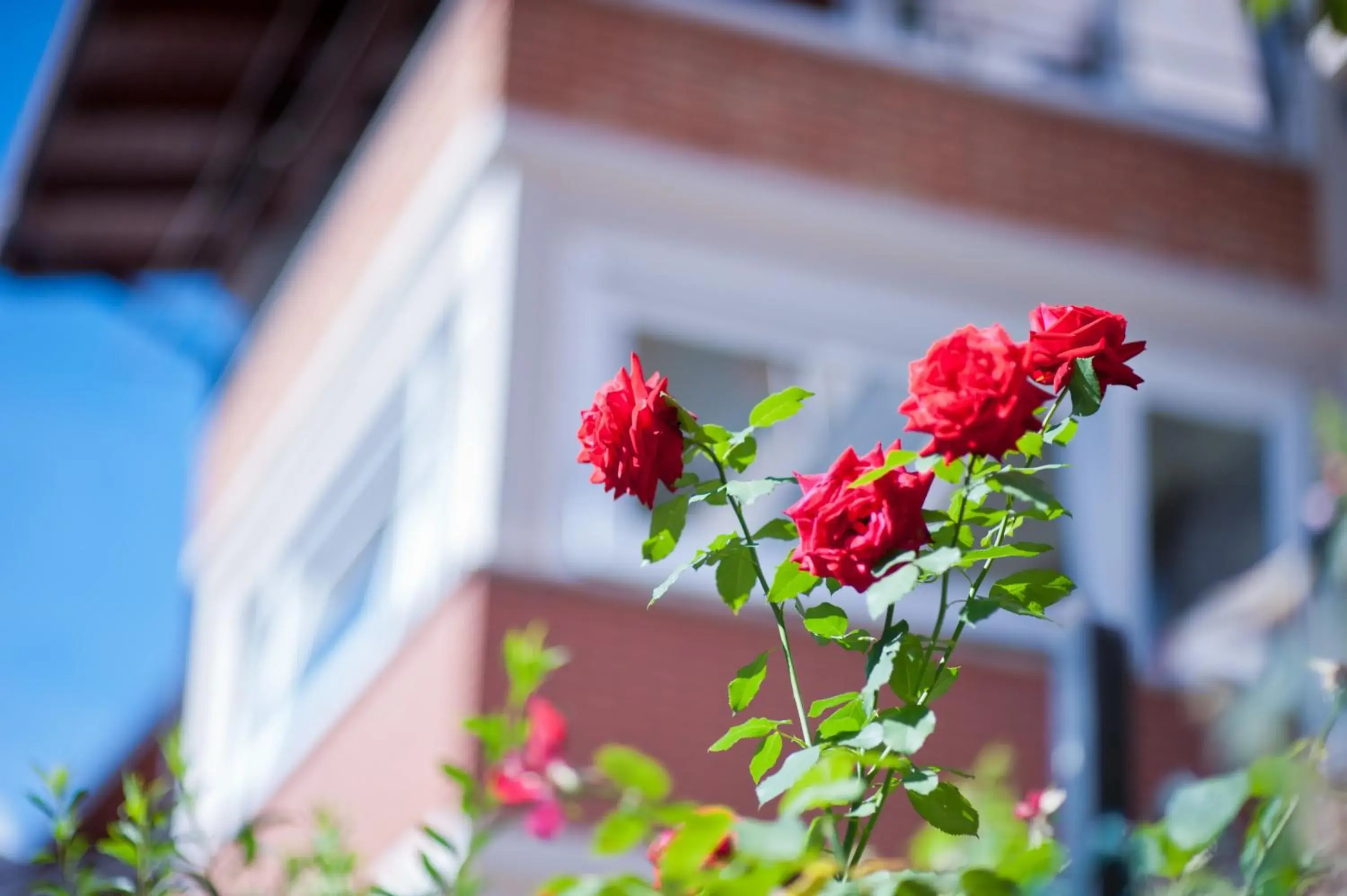 B&B Il Pettirosso B&B Il Pettirosso