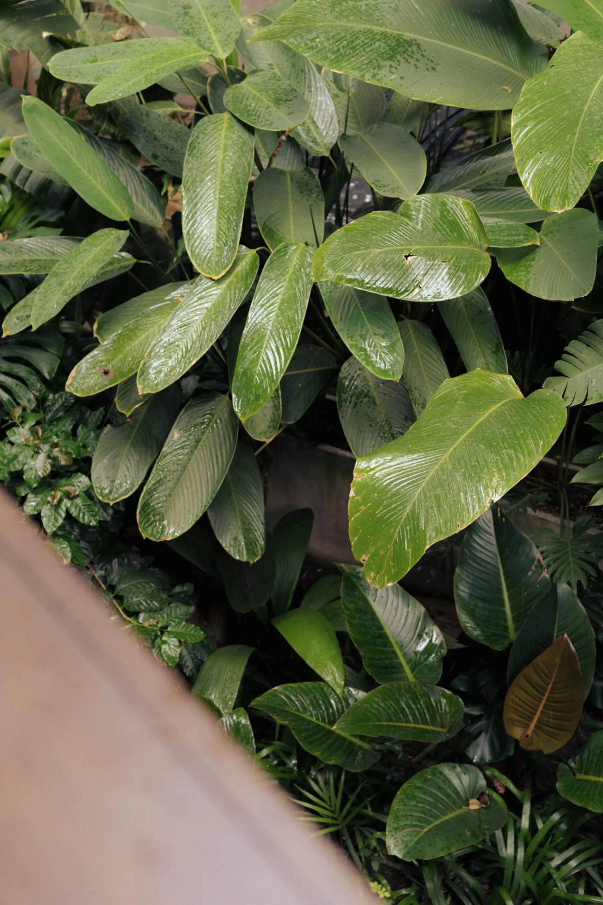 Garden view in Sui Boutique Hotel