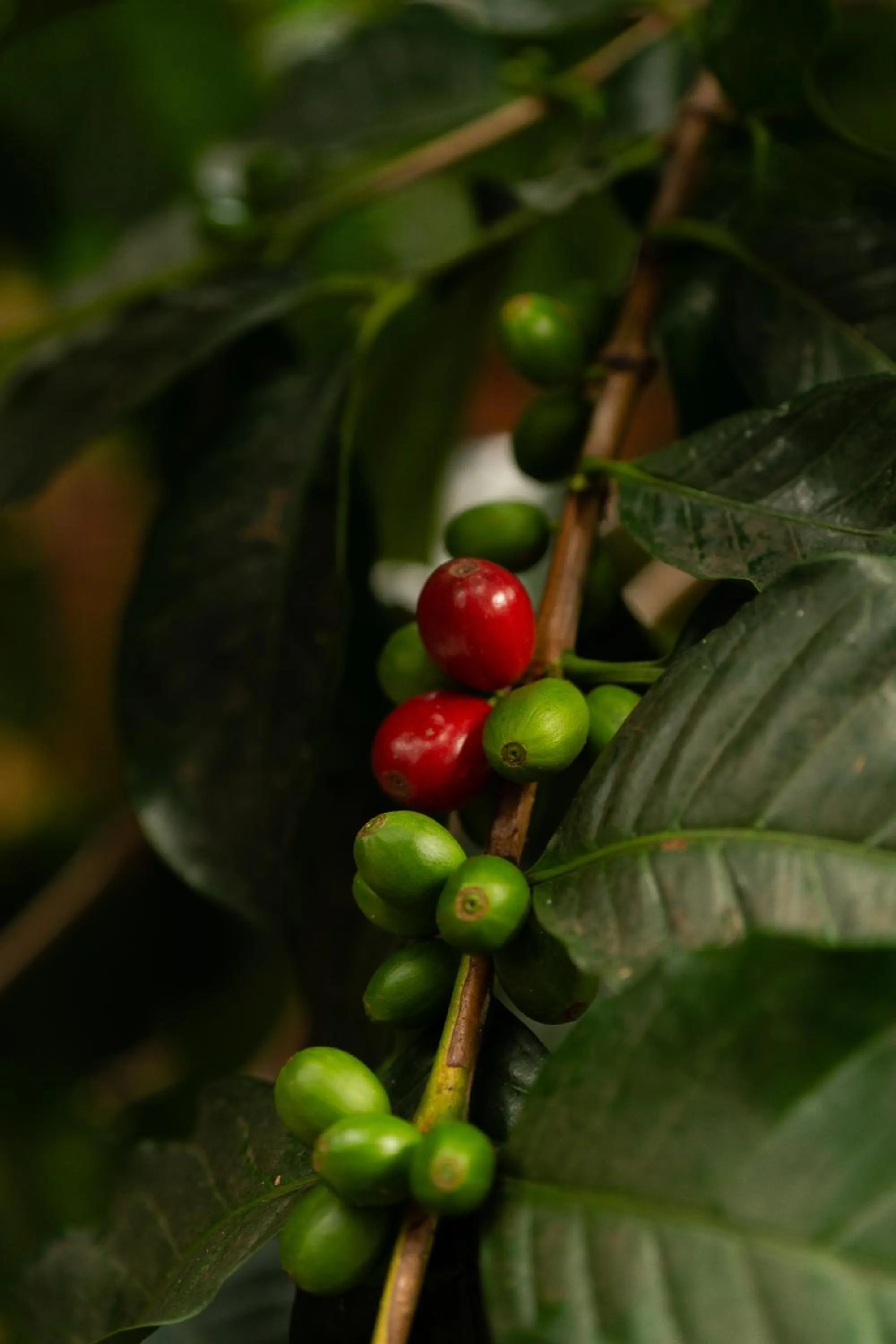 Garden in Sui Boutique Hotel