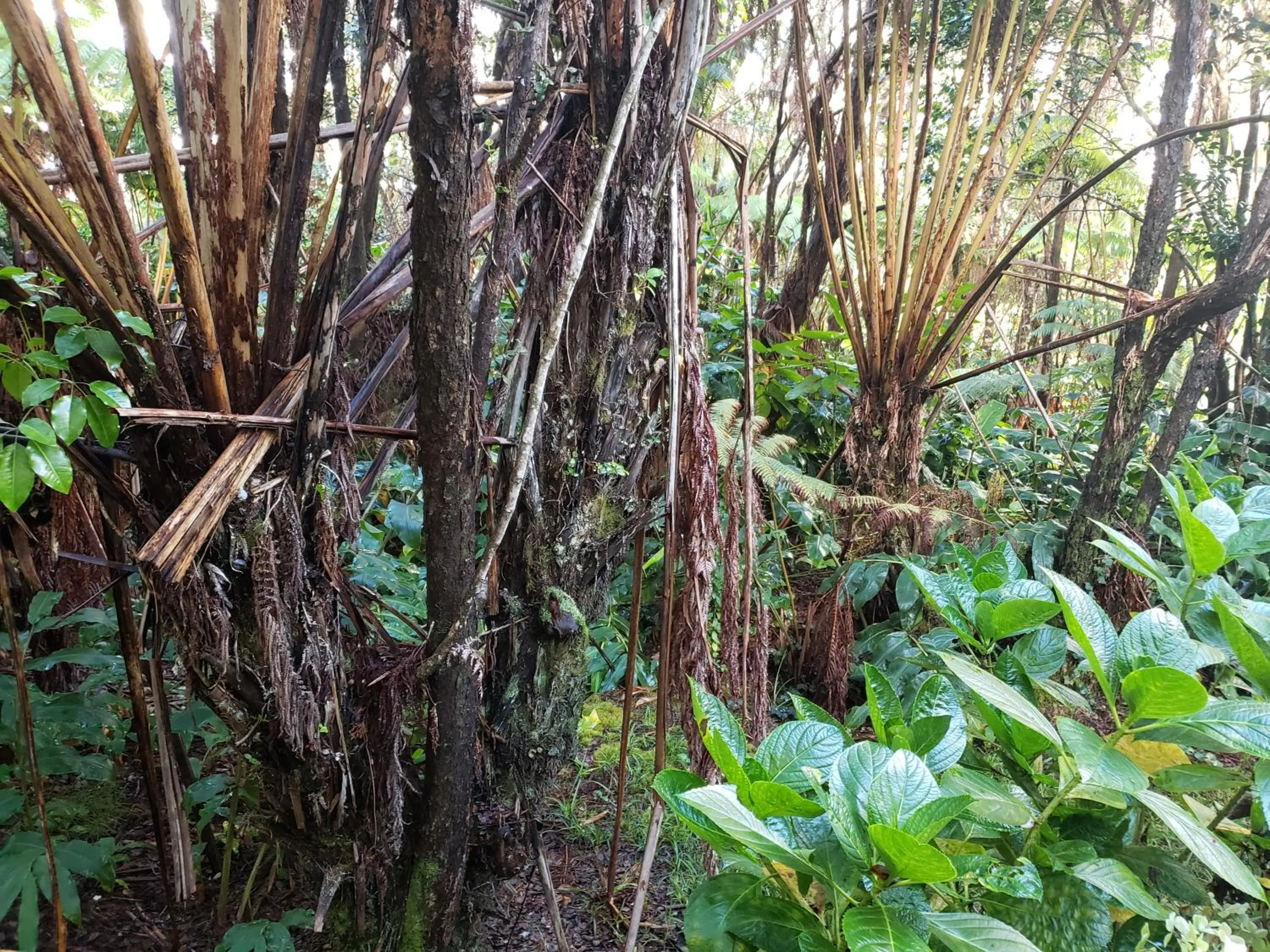 Garden view in Volcano Hale