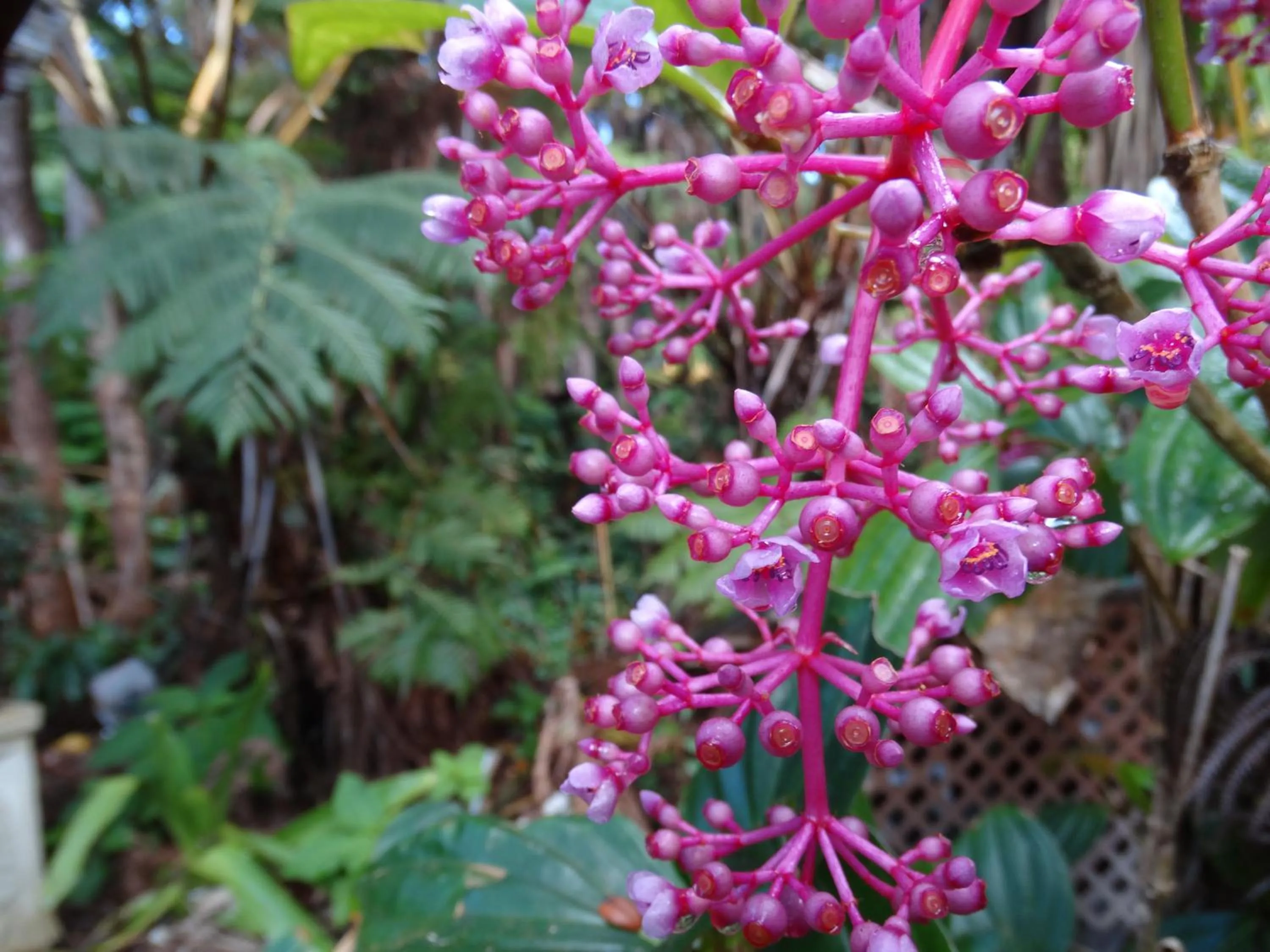 Garden in Volcano Hale