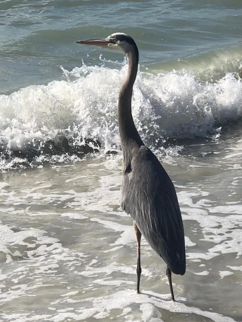 Animals in Estero Beach And Tennise Club 1008 B